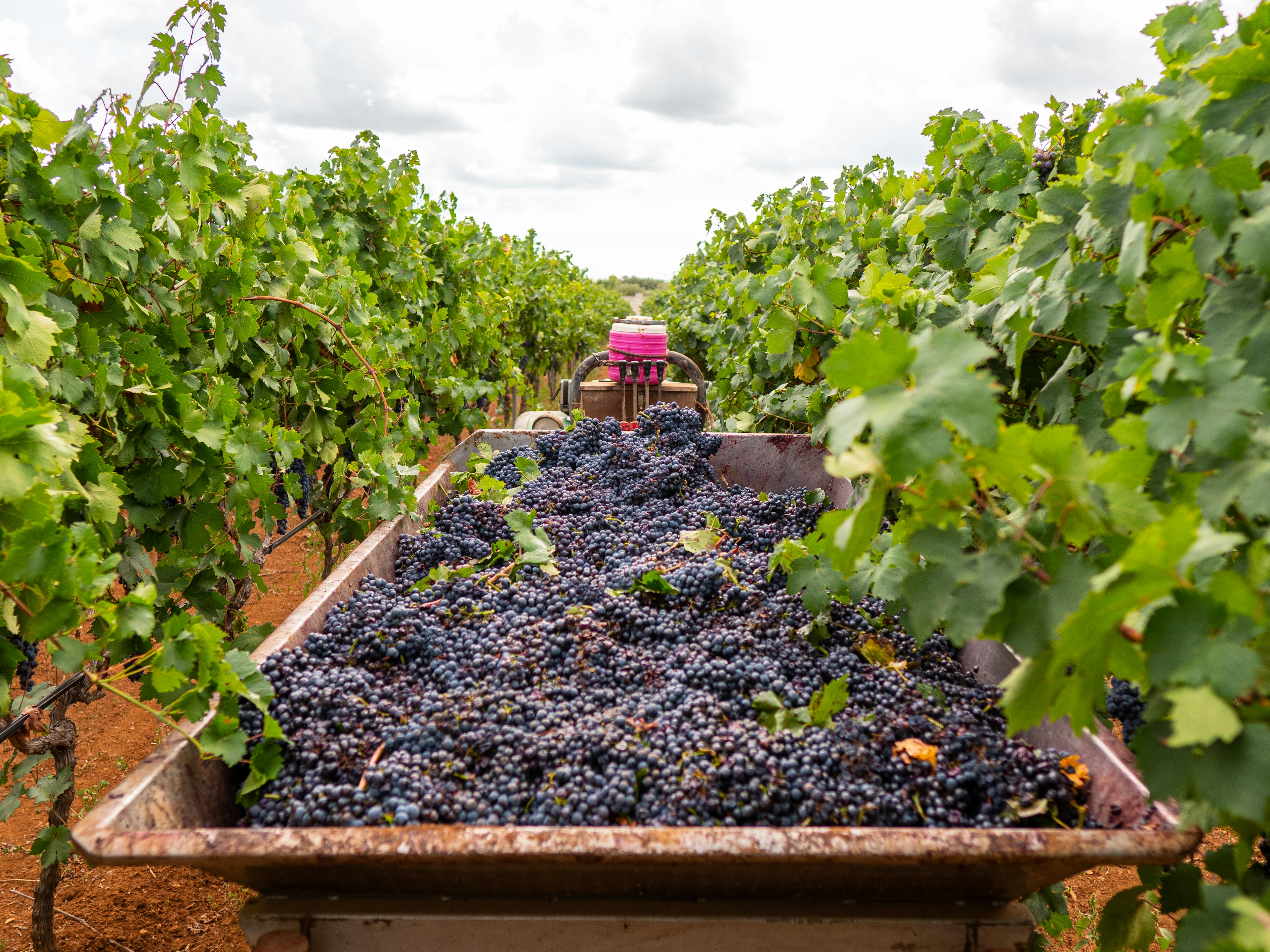 Workers harvest grapes in Salento in the fall