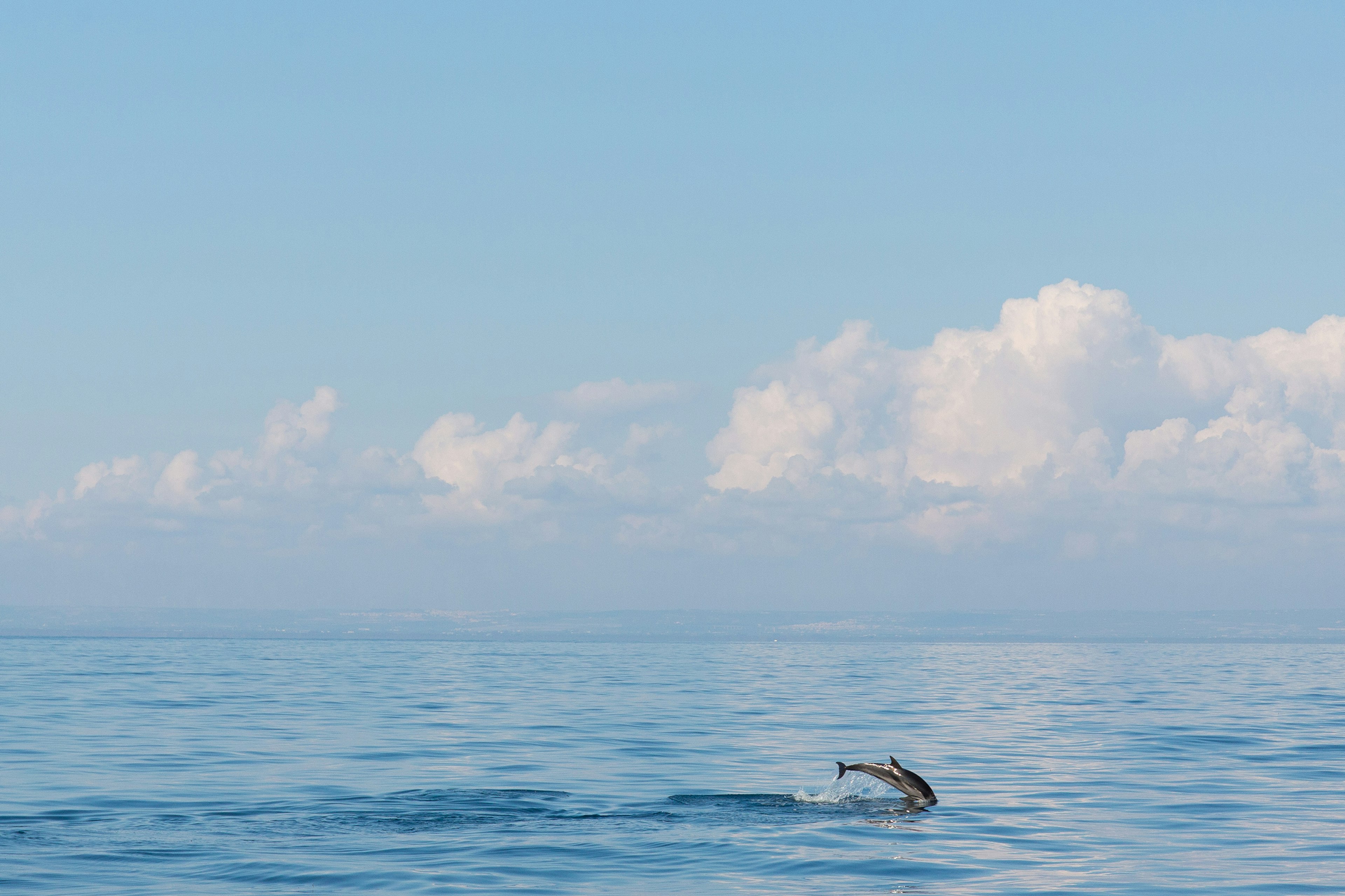 A single dolphin gracefully leaps out of a very still ocean with no other creatures and no boats in sight