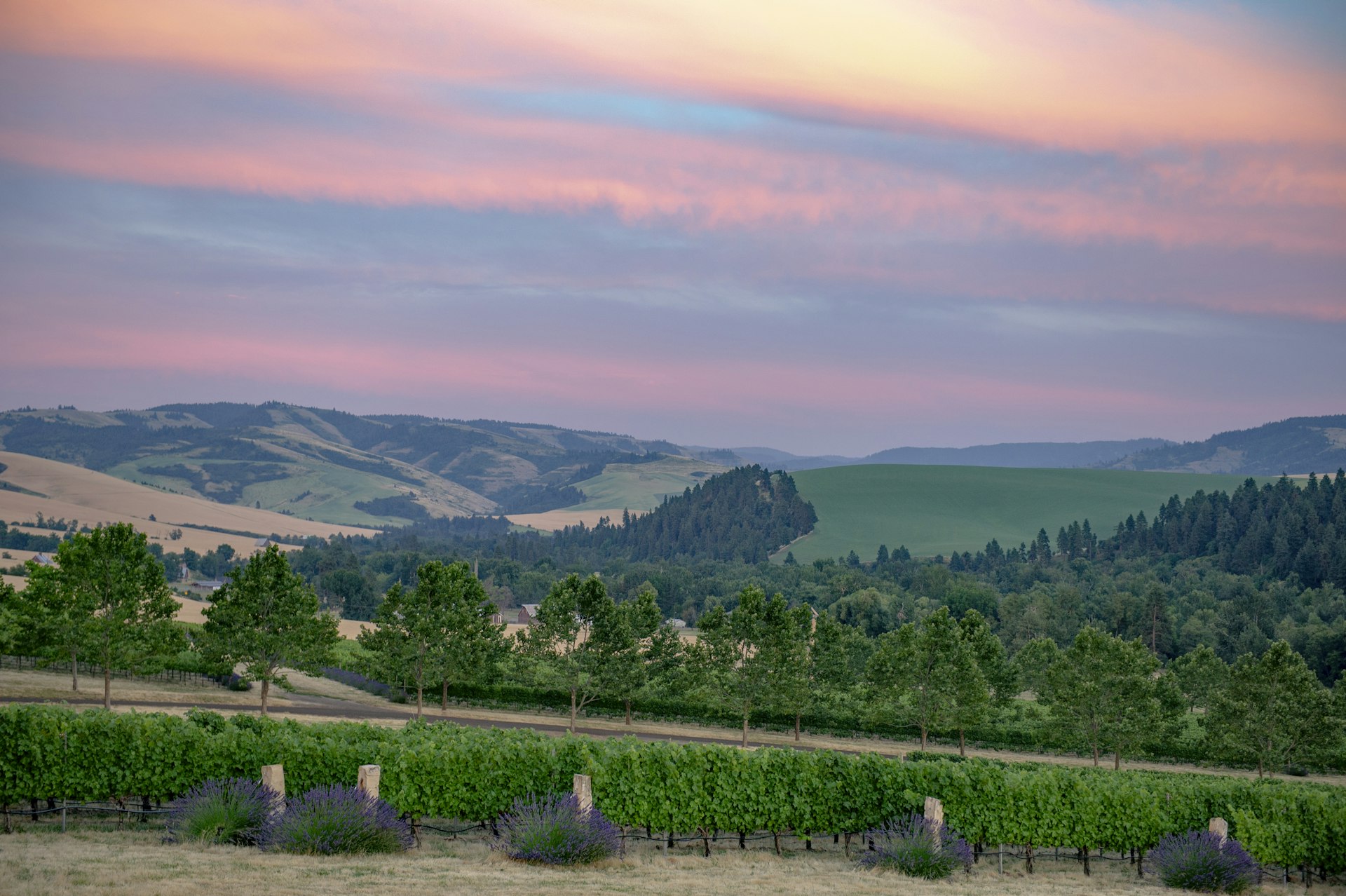 A view of vineyards at sunset north of Walla Walla, Washington, USA