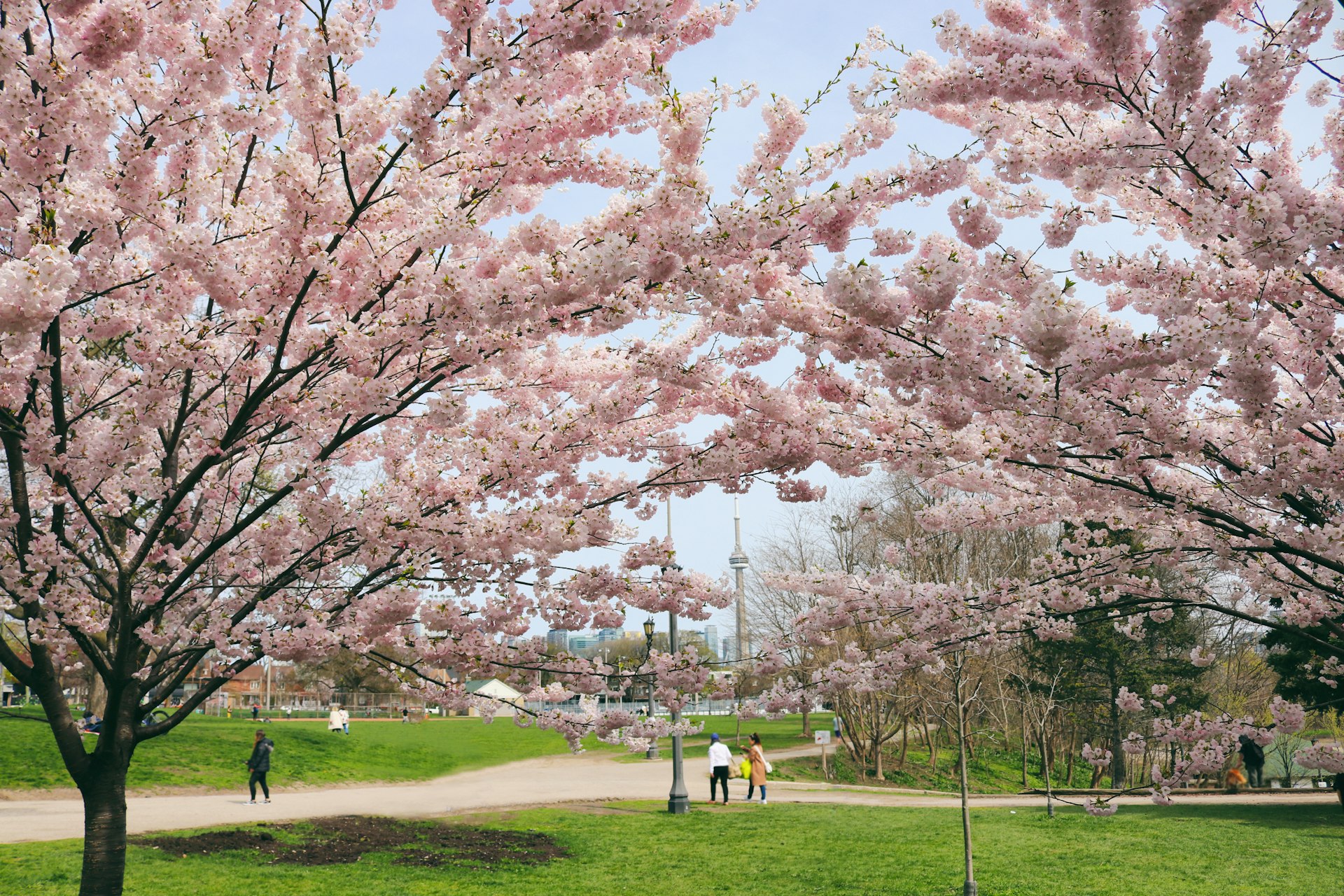 People walk under blossoming cherry trees with the tall CN Tower visible in the distance, Trinity-Bellwood Park, Toronto, Ontario, Canada