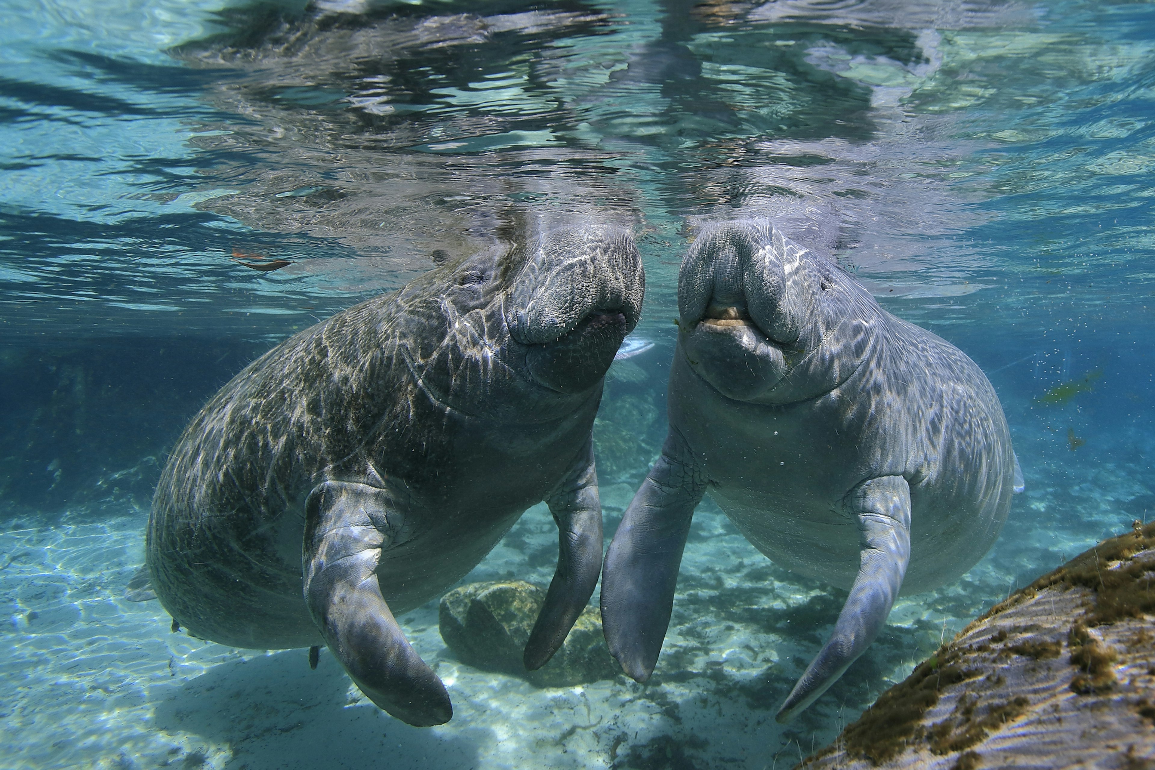 Manatees underwater , swimming close to the surface in the hot springs sanctuary from Crystal River