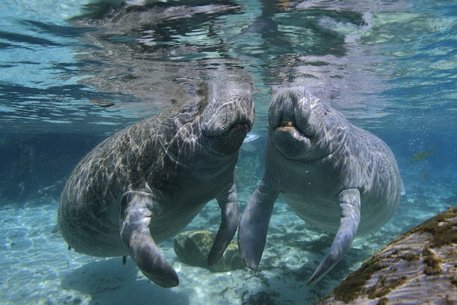 Manatees underwater , swimming close to the surface in the hot springs sanctuary from Crystal River