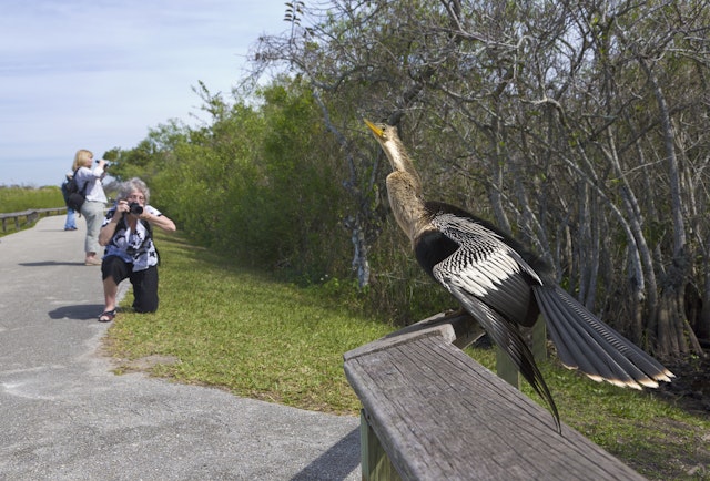 Woman taking picture of an anhinga, Anhinga Trail, Everglades National Park, Florida, USA