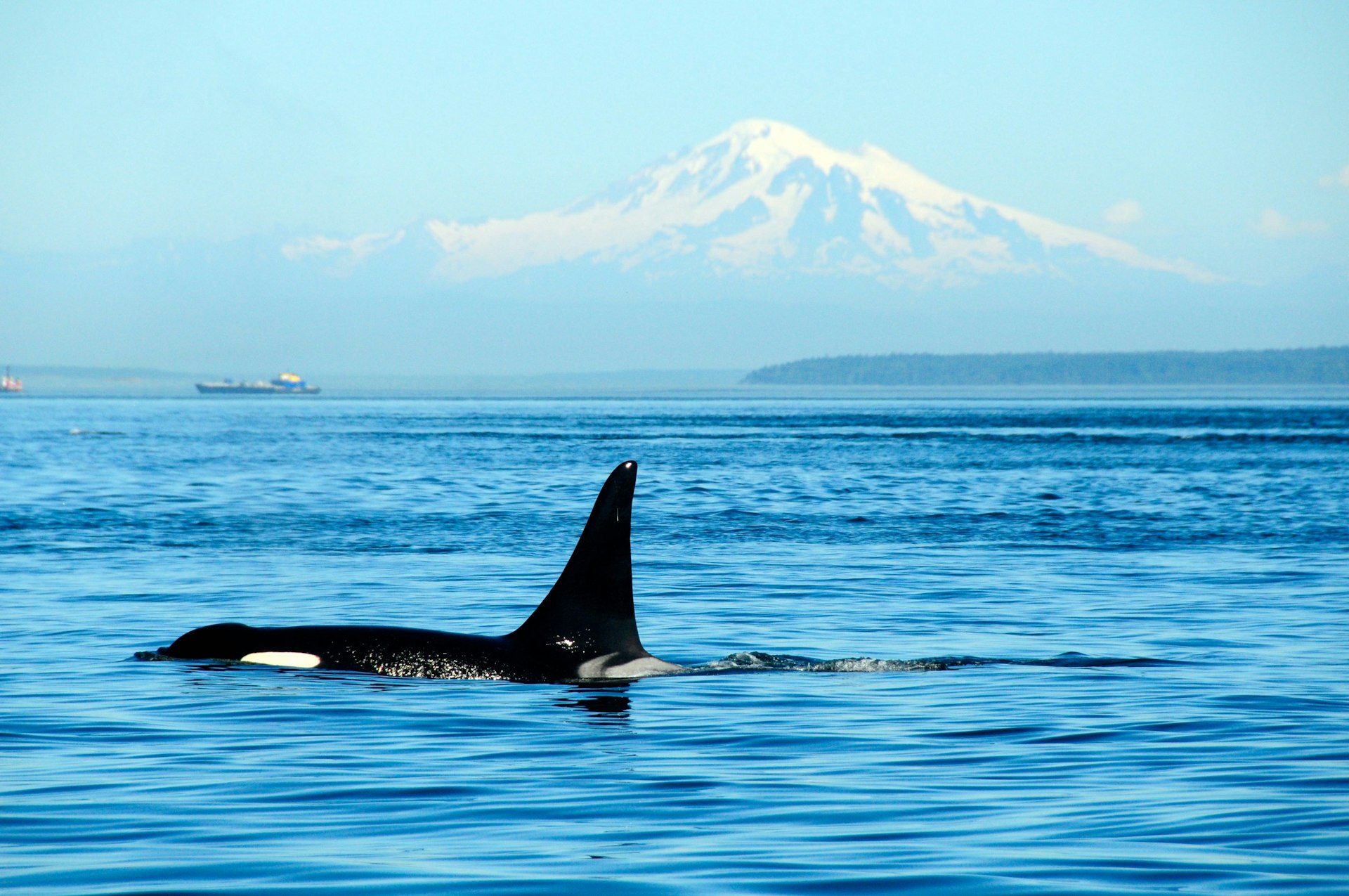 A killer whale surfacing on the water in Boundary Pass with Mt Baker in the distance, San Juan Island, Washington, USA