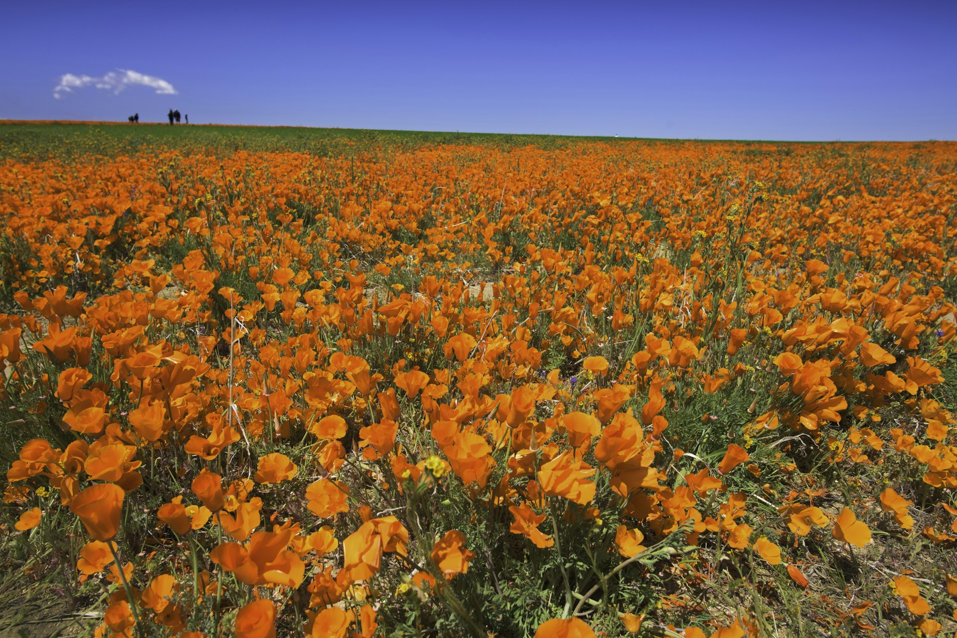 Poppy field in Antelope Valley