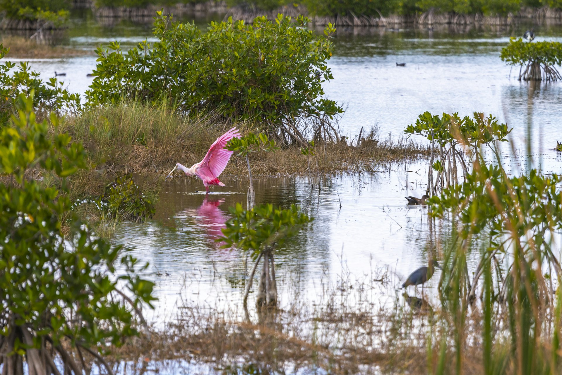 A roseate spoonbill takes off in a marsh in Everglades National Park, Florida, USA