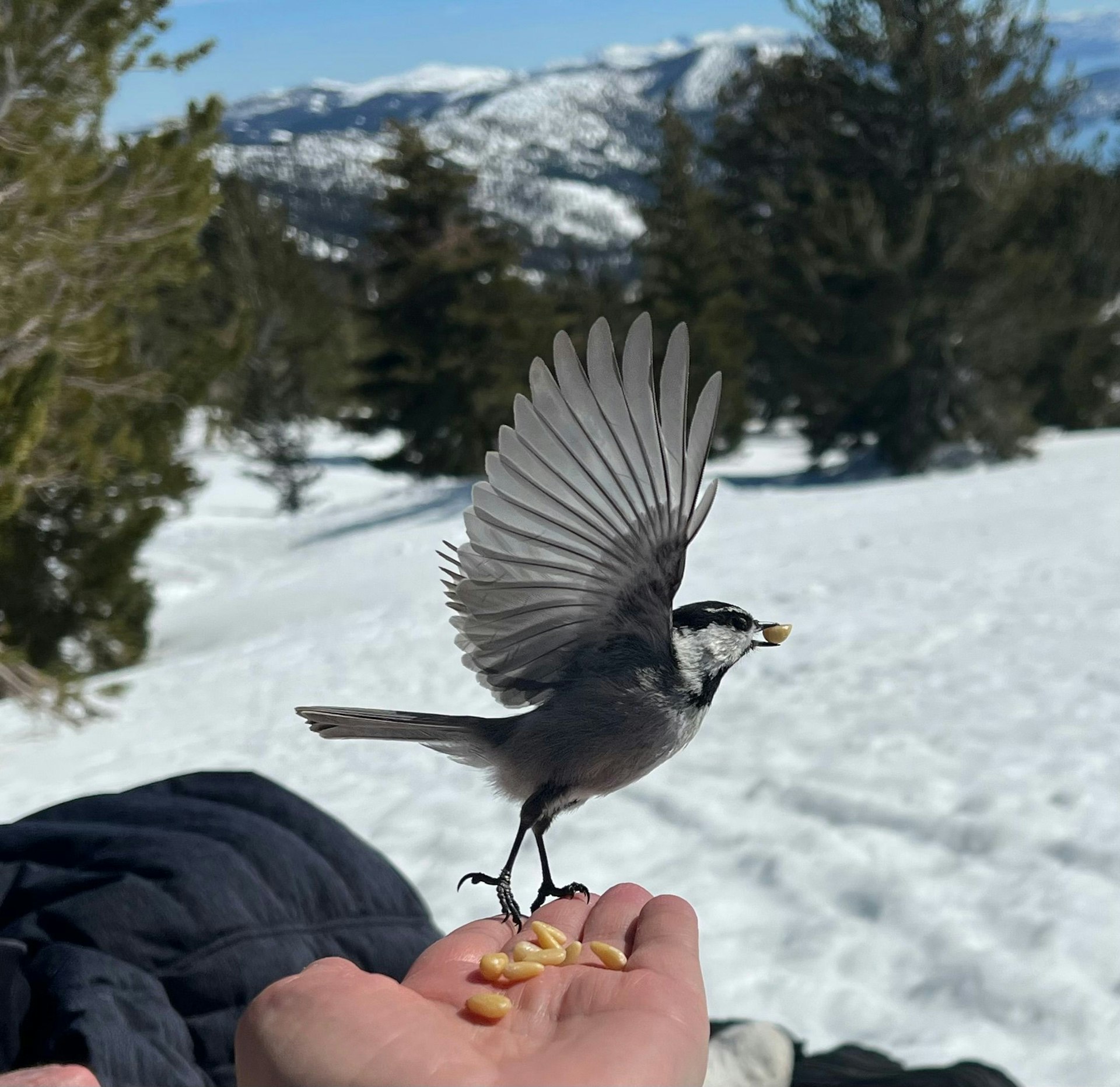 A person is offering a snack to a chickadee bird in the a snowy area
