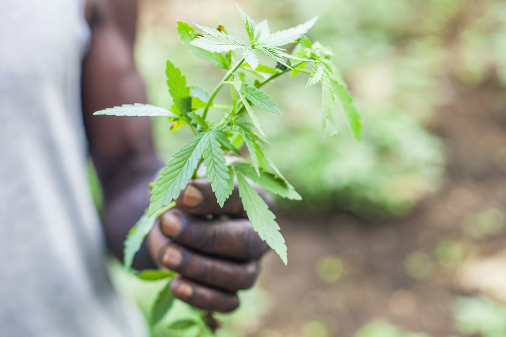 Man holding fresh plant from marijuana field, Jamaica