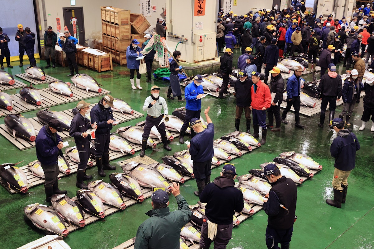 TOKYO, JAPAN - JANUARY 05: A general view of the first tuna auction of the New Year at Toyosu Wholesale Fish Market on January 5, 2024 in Tokyo, Japan. (Photo by The Asahi Shimbun via Getty Images)
1908408787

