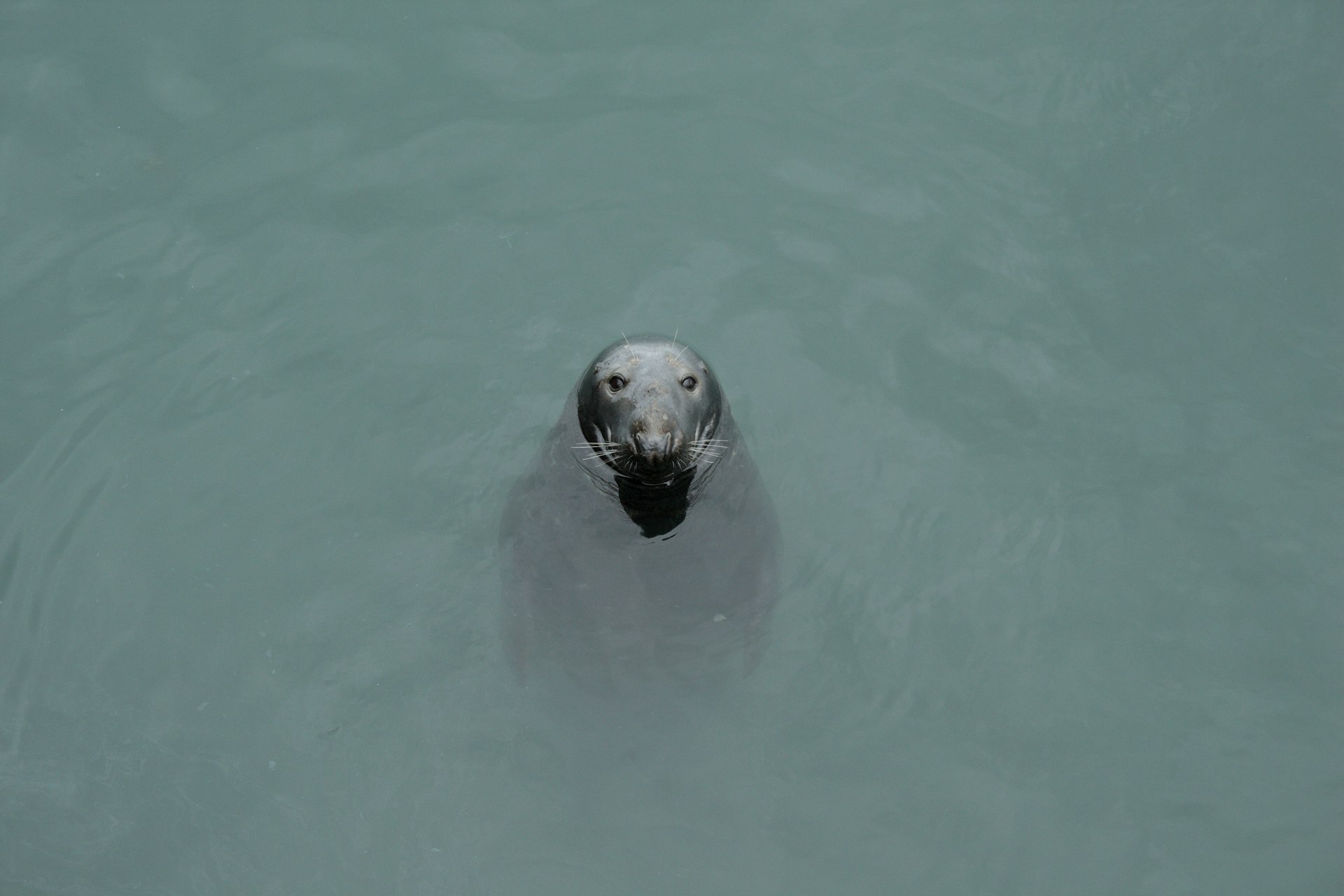 A seal in the water off of Skerries, County Dublin, Ireland