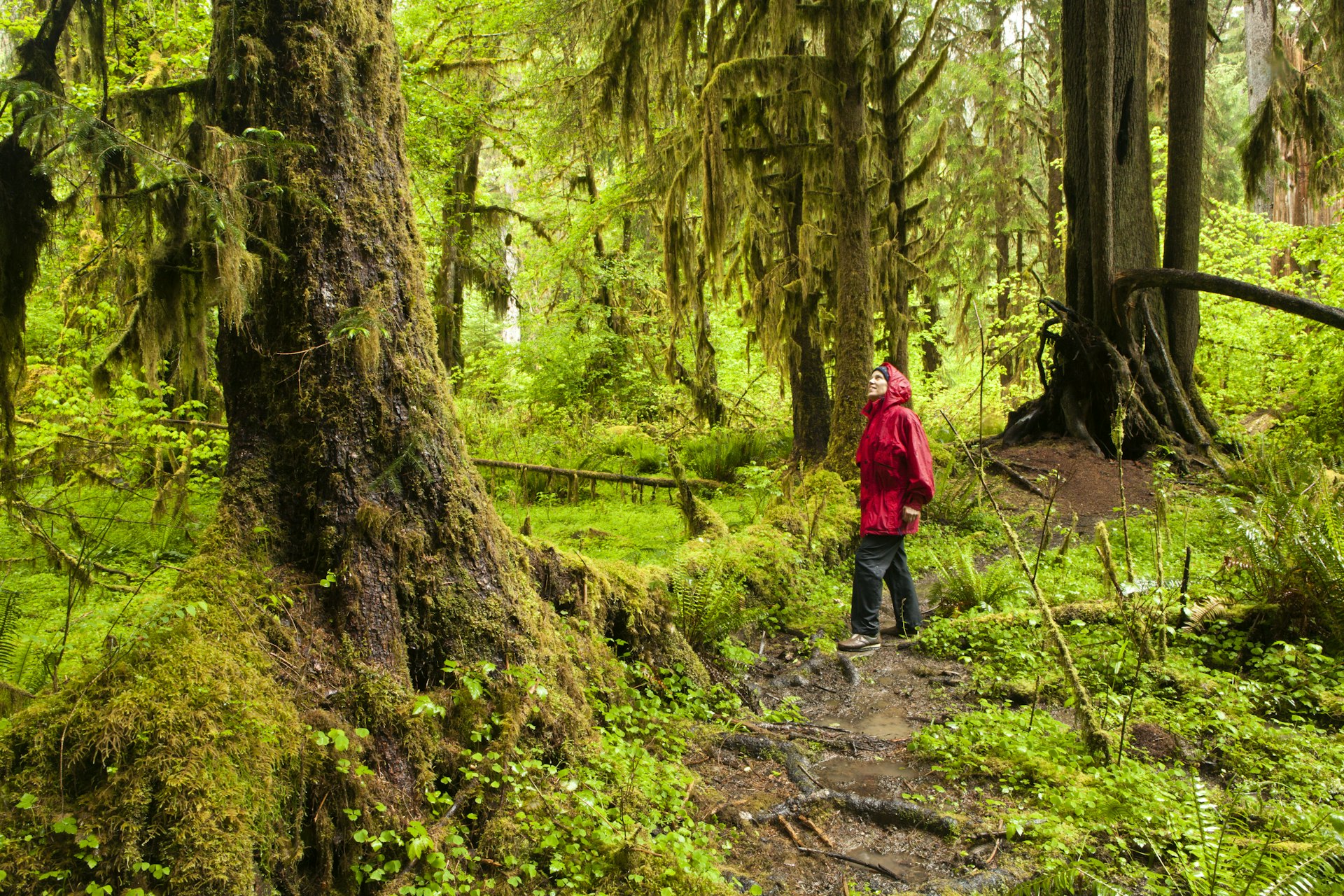 Woman hiking in the Hall of Moss in the Hoh Rainforest, Olympic National Park, Washington, USA