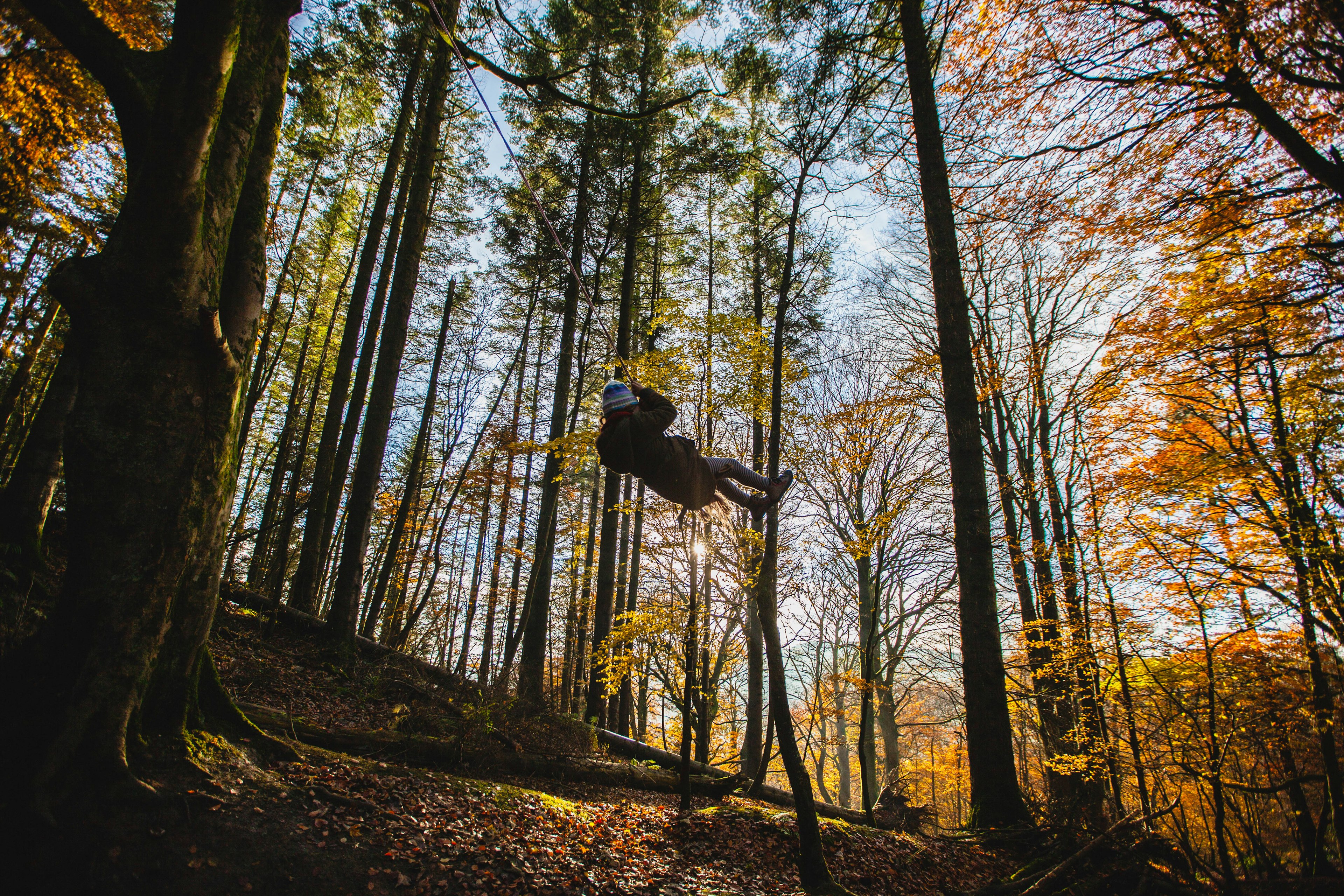 A young child is swinging on a rope swing in the middle of a dense woodland in autumn