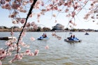 Paddle boats in the Tidal Basin at Washington D. C. with cherry blossoms.
1137269718
Men, Cherry Blossom, Transportation, Nautical Vessel, Washington, D. C., Mode of Transport, Jefferson Memorial, Day, Flower, Adult, Water, Tree, People, Tidal Basin, Adults Only, Waterfront, Built Structure, Medium Group Of People, Outdoors, Color Image, Architecture, Women, Building Exterior, Travel Destinations, Horizontal, Real People, Cherry Tree, USA, Photography