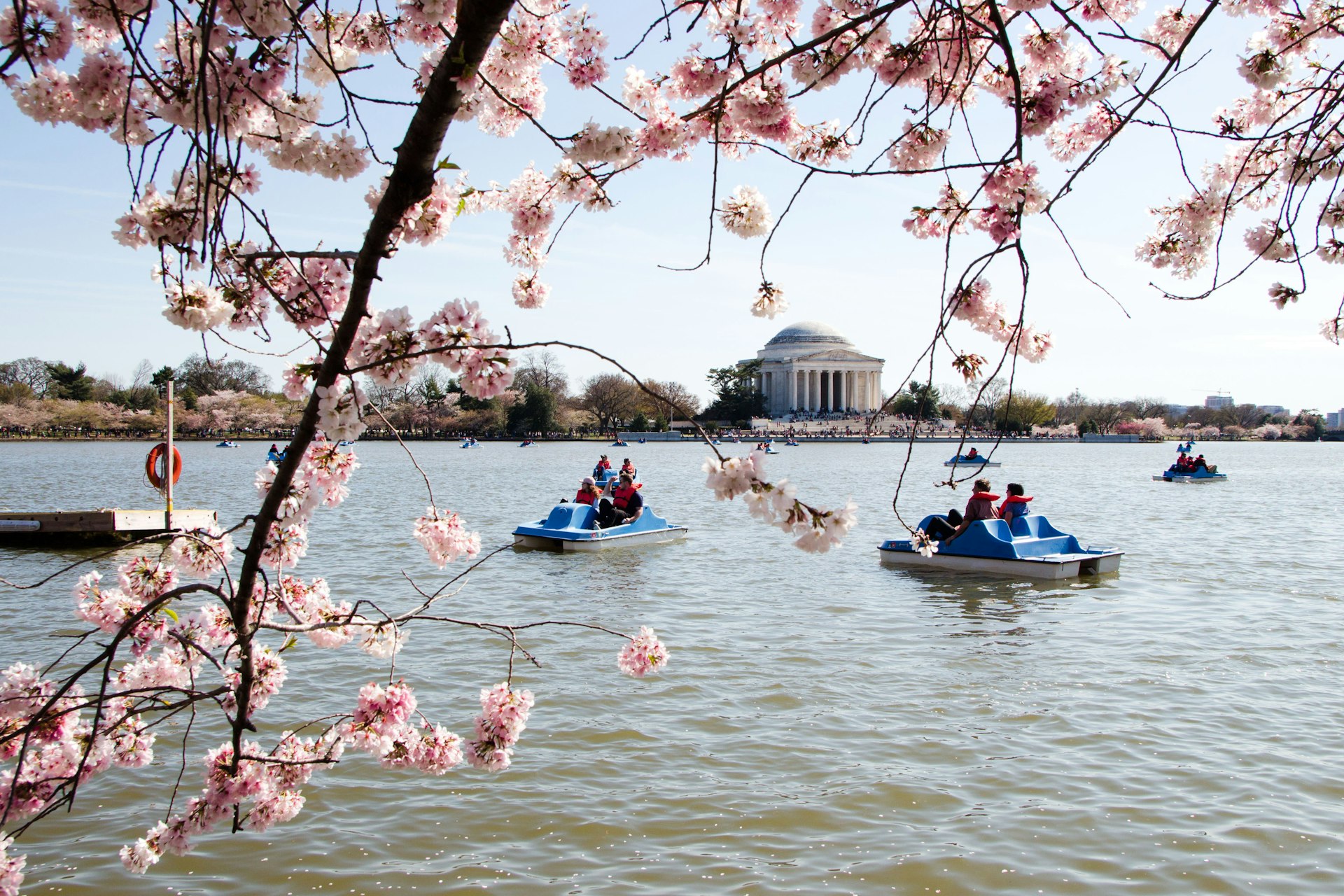 Tree branches covered in cherry blossoms are.in the foreground, while people ride paddle boats on the Tidal Basin in Washington, DC beyond