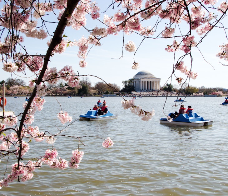Paddle boats in the Tidal Basin at Washington D. C. with cherry blossoms.
1137269718
Men, Cherry Blossom, Transportation, Nautical Vessel, Washington, D. C., Mode of Transport, Jefferson Memorial, Day, Flower, Adult, Water, Tree, People, Tidal Basin, Adults Only, Waterfront, Built Structure, Medium Group Of People, Outdoors, Color Image, Architecture, Women, Building Exterior, Travel Destinations, Horizontal, Real People, Cherry Tree, USA, Photography