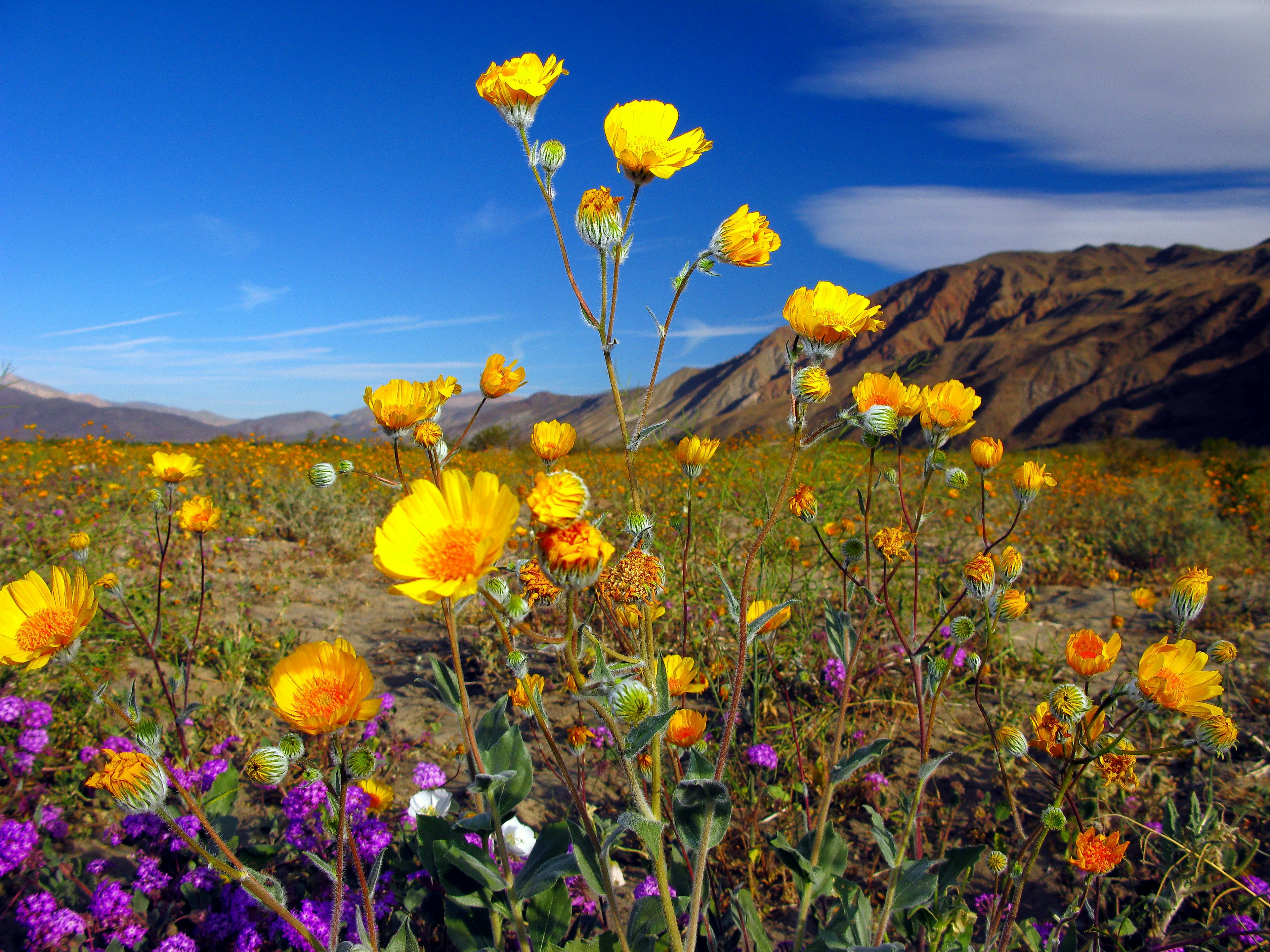 Desert wildflowers of Anza-Borrego