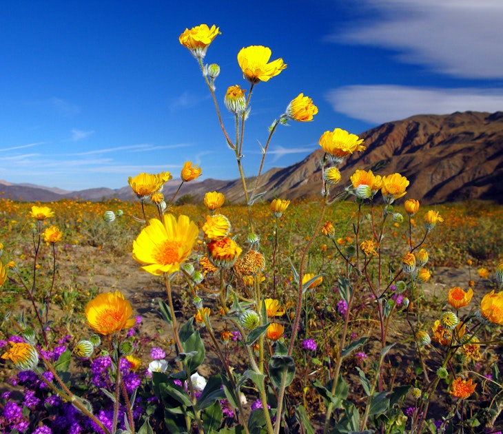 135178174
Beauty In Nature; Borrego Springs; Cloud - Sky; Color Image; Landscape; Outdoors; Uncultivated; USA; Anza Borrego Desert State Park; Flower; Fragility; Freshness; No People; California; Day; Horizontal; Photography; Tranquility; Wildflower; Yellow; Desert; Mountain; Nature; Sky; Southern California;
Desert wildflowers of Anza-Borrego