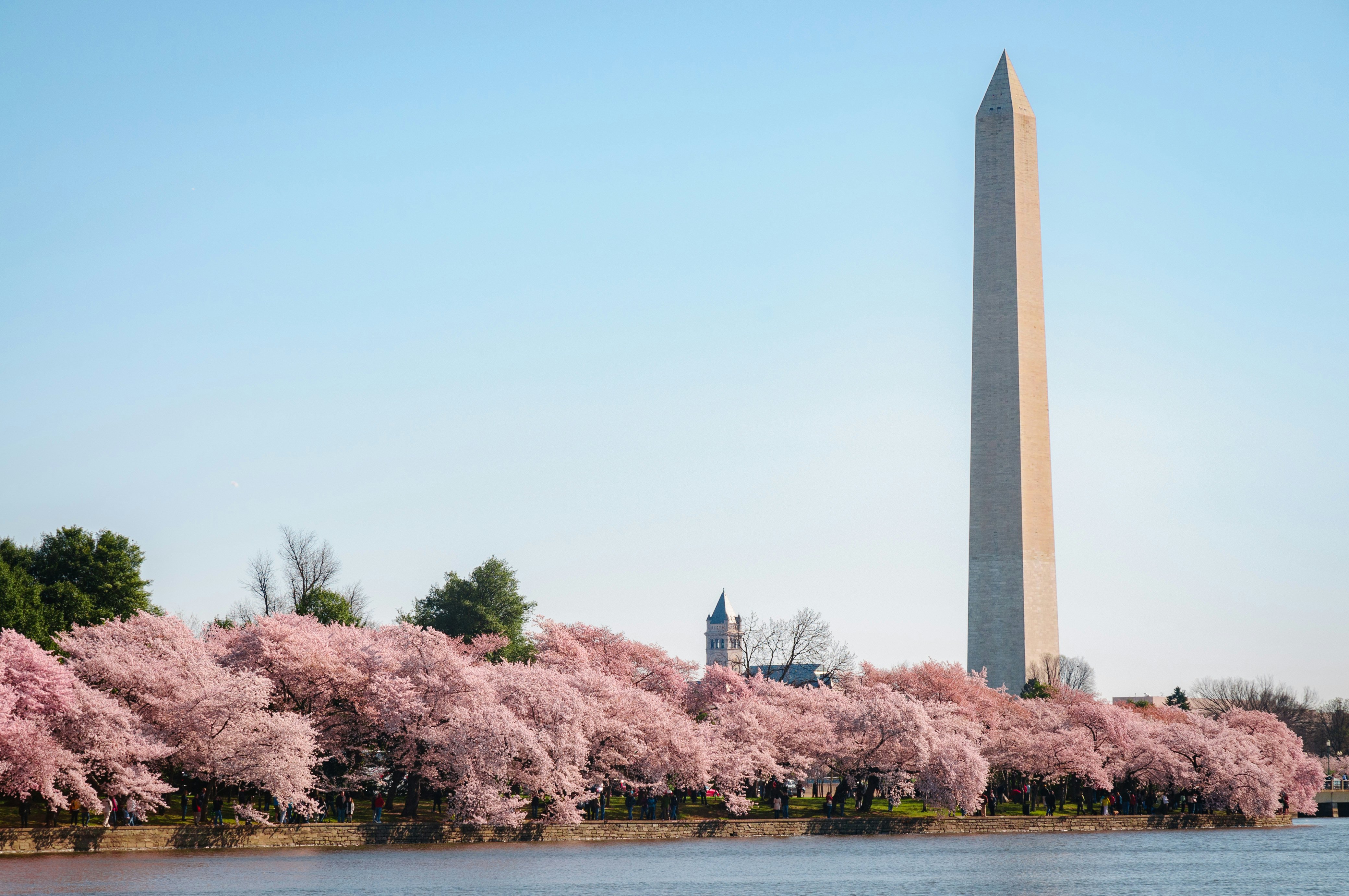 A row of cherry trees in full, pink blossoms run alongside a large waterway near a tall pointed monument.