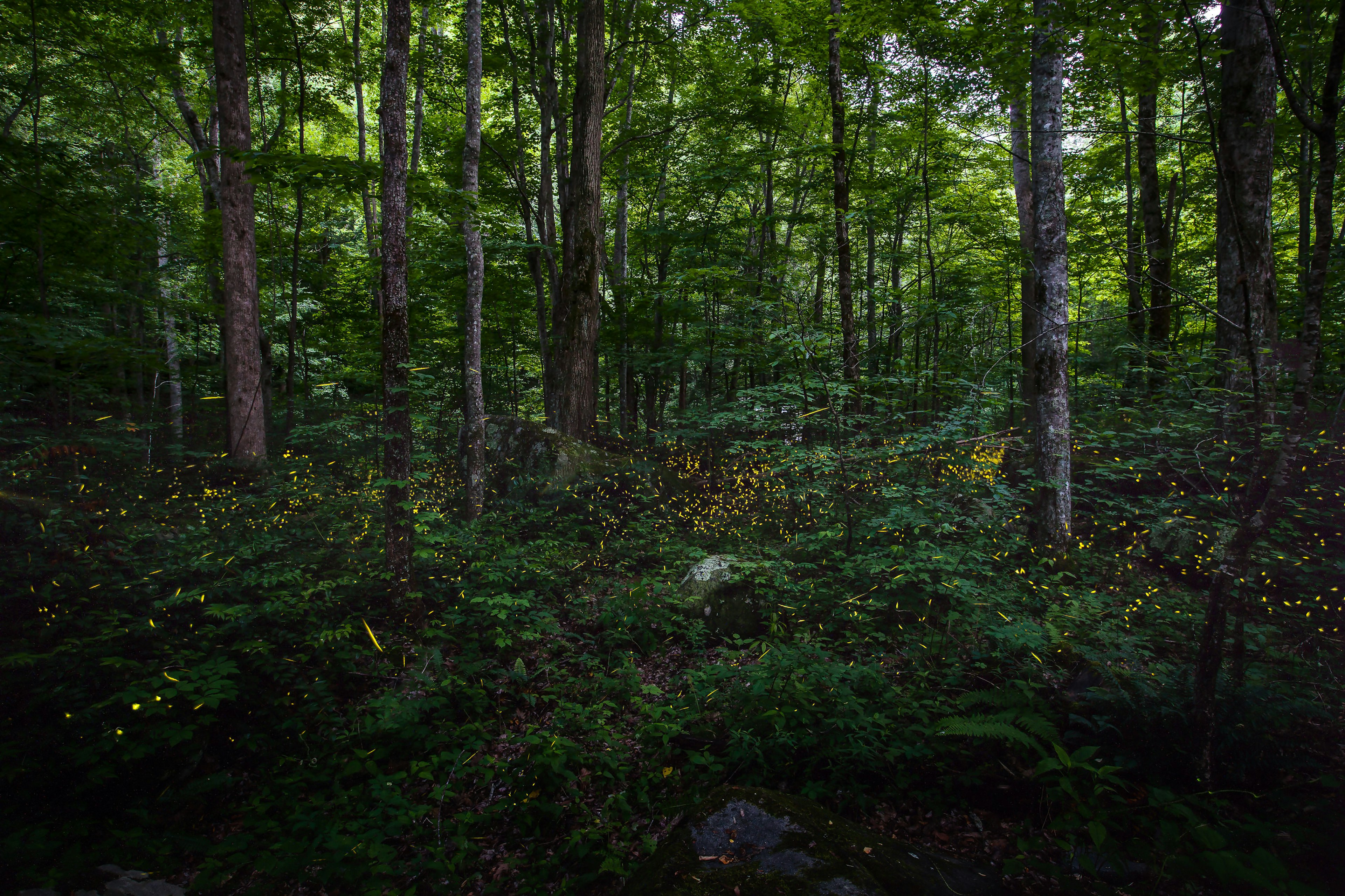 Synchronous fireflies in Great Smoky Mountains