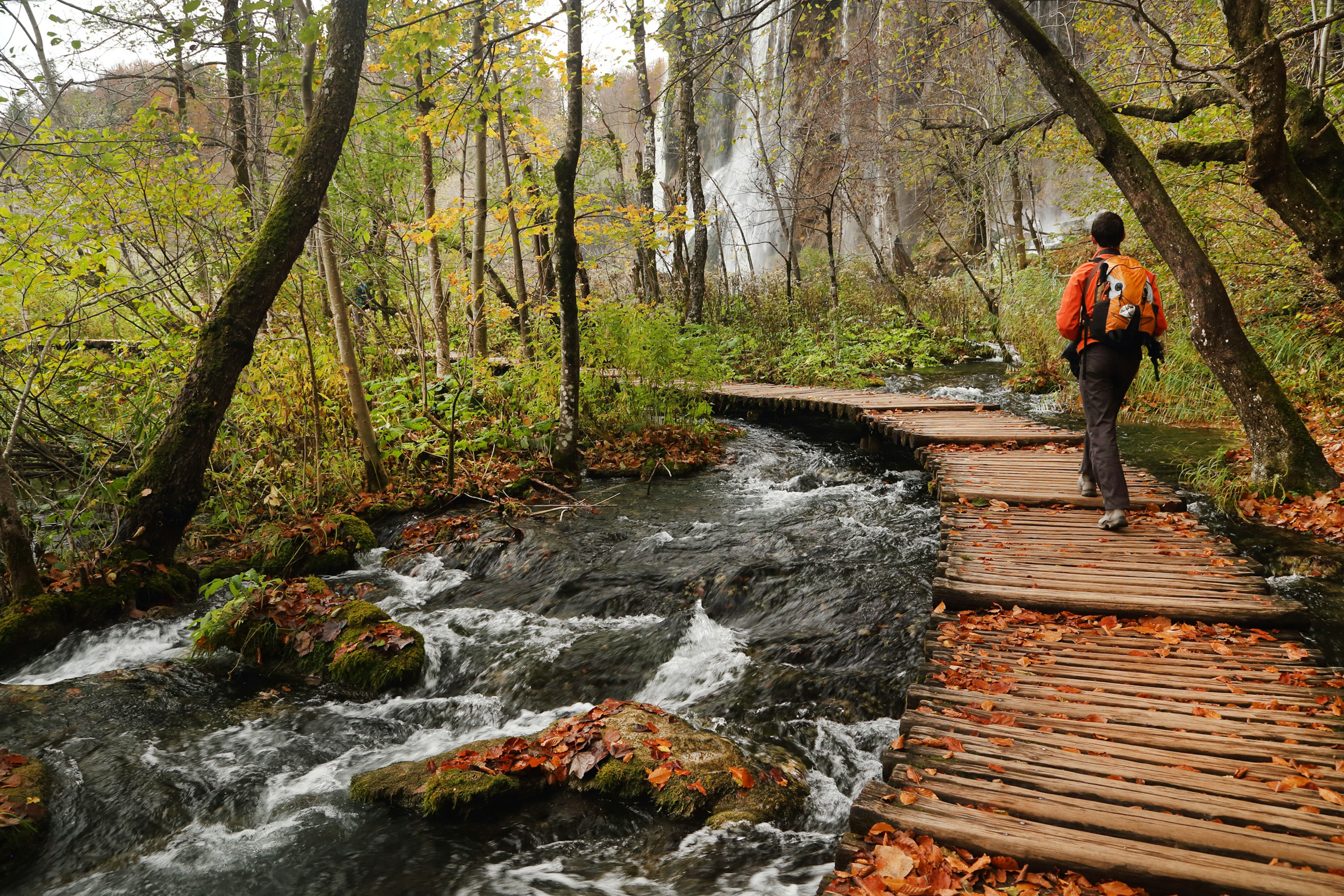 A man walking on a boardwalk over a stream with a waterfall visible through the trees in Plitvice Lakes National Park.