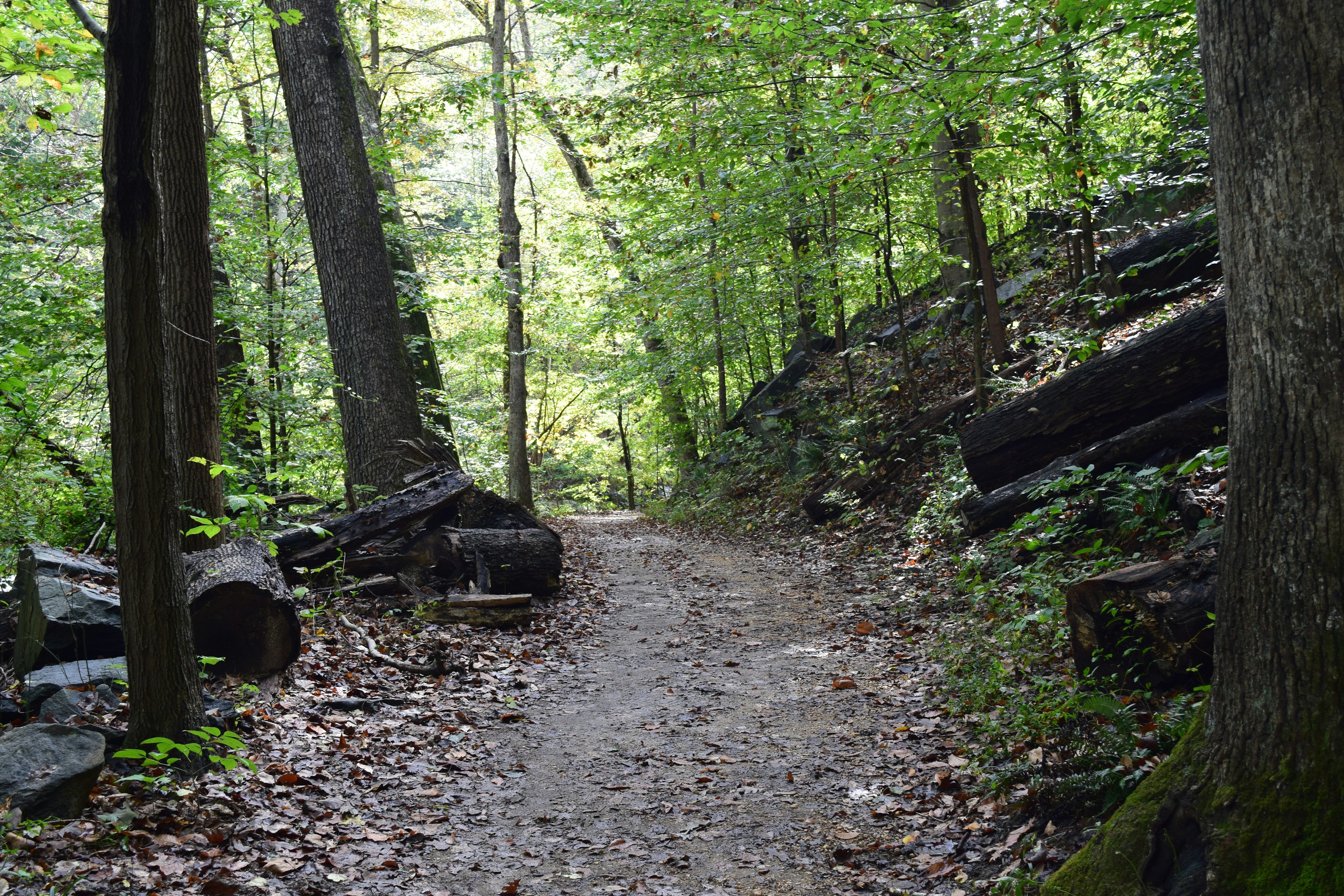 Hiking path in Rock Creek Park during Spring time in Washington DC