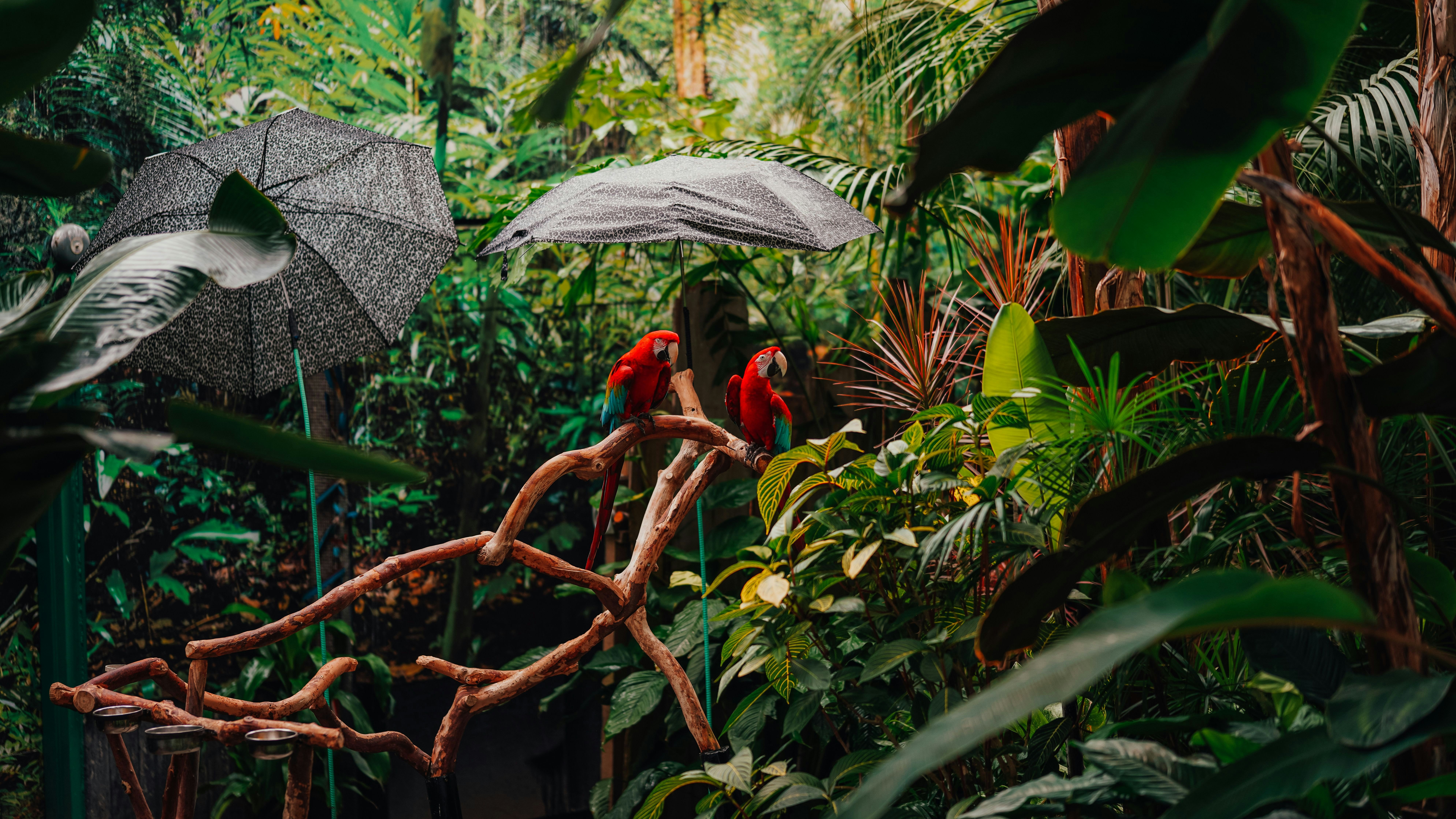 A two red macaw parrots on branch in the tropical garden of Bloedel Conservatory in Vancouver, BC, Canada
1437521676
two, branch, vancouver, conservatory, bloedel, tropical, wood, lush, green, beautiful, exotic, avian, color, wildlife, plumage, background, dense, jungle, panorama, culture, colorful, foliage, park, flora, fauna