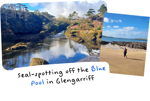Seal-spotting off the Blue Pool in Glengarriff 
