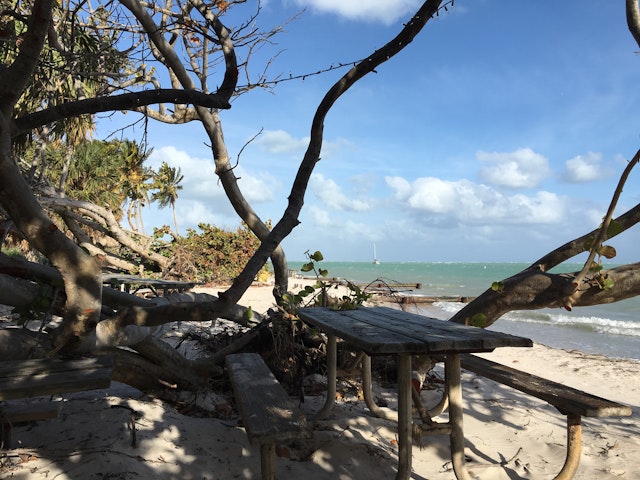 A rustic wooden picnic table underneath the shade of a tree on a natural beach