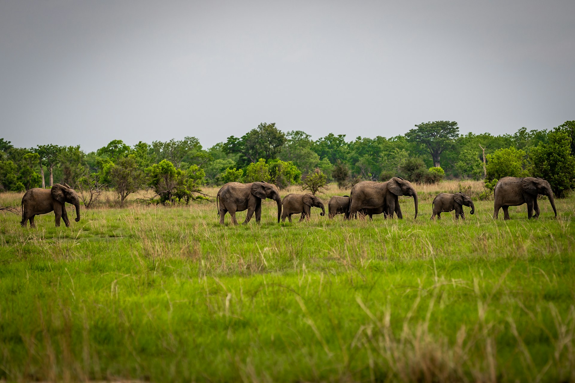 A herd of elephants in grassland
