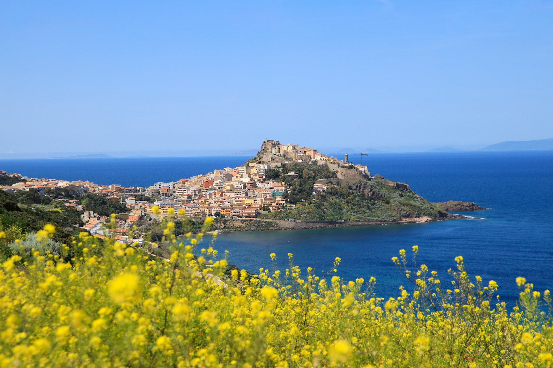 A view of yellow wildflowers with the Castello dei Doria in the distance, Sardinia, Italy