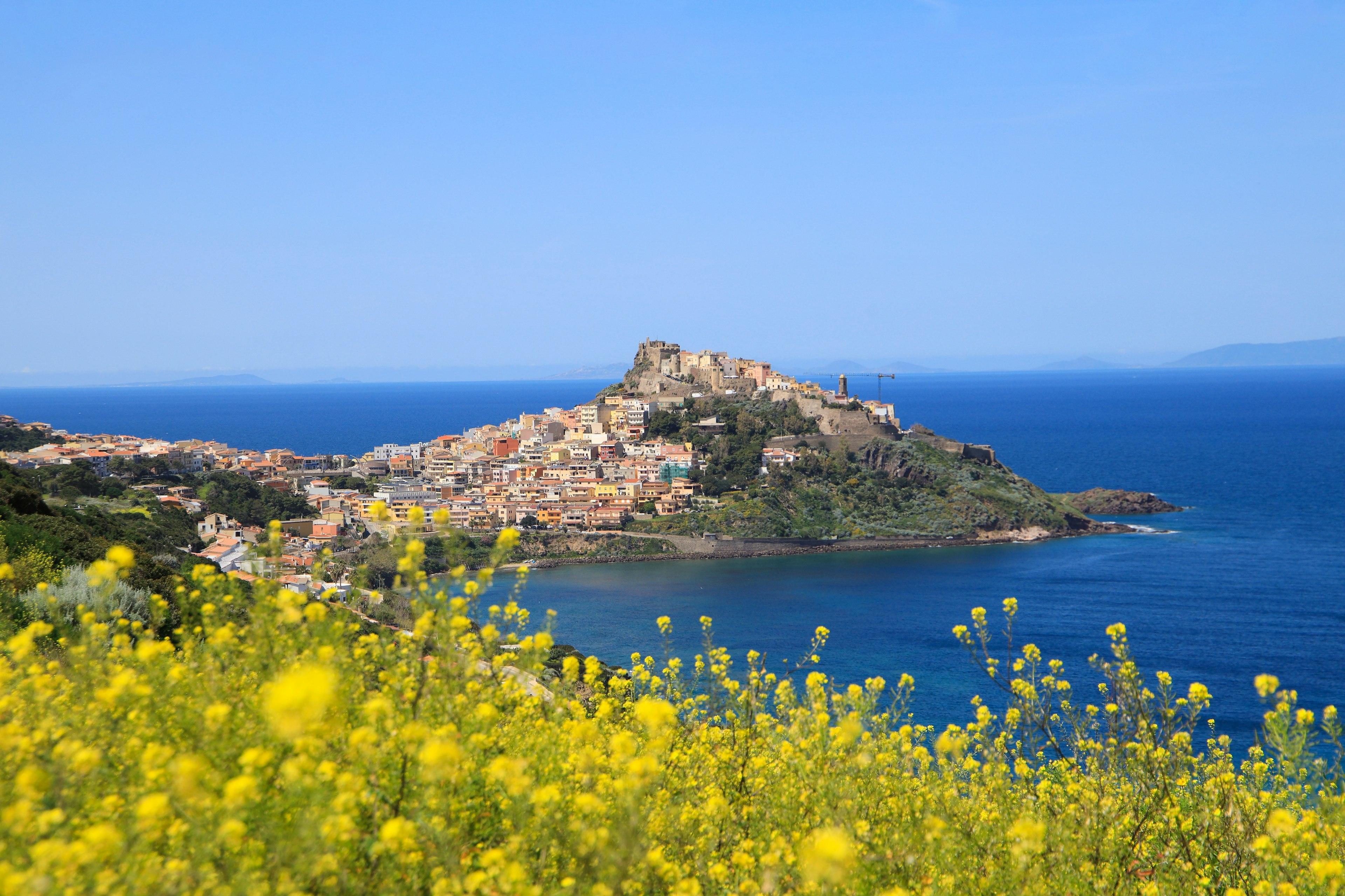 A view of yellow wildflowers with the Castello dei Doria in the distance, Sardinia, Italy