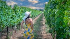 Vermentino vineyard in the locality of La Palma di Alghero in northern Sardinia.; Shutterstock ID 2329113829; GL: 65050; netsuite: Online Editorial ; full: Sardinia Things to Know; name: Tasmin Waby
2329113829