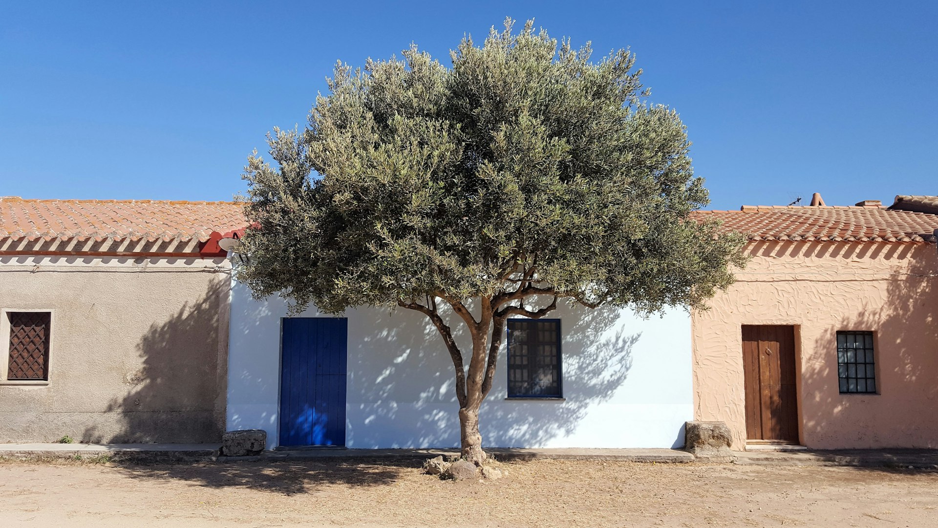 Rural cottages in far west Sardinia with an olive tree