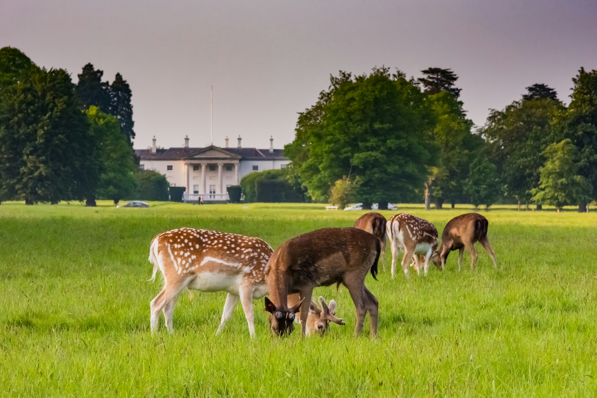 Wild deer grazing in the Phoenix Park in front of the President of Ireland’s home, Áras an Uachtaráin, Dublin, Ireland