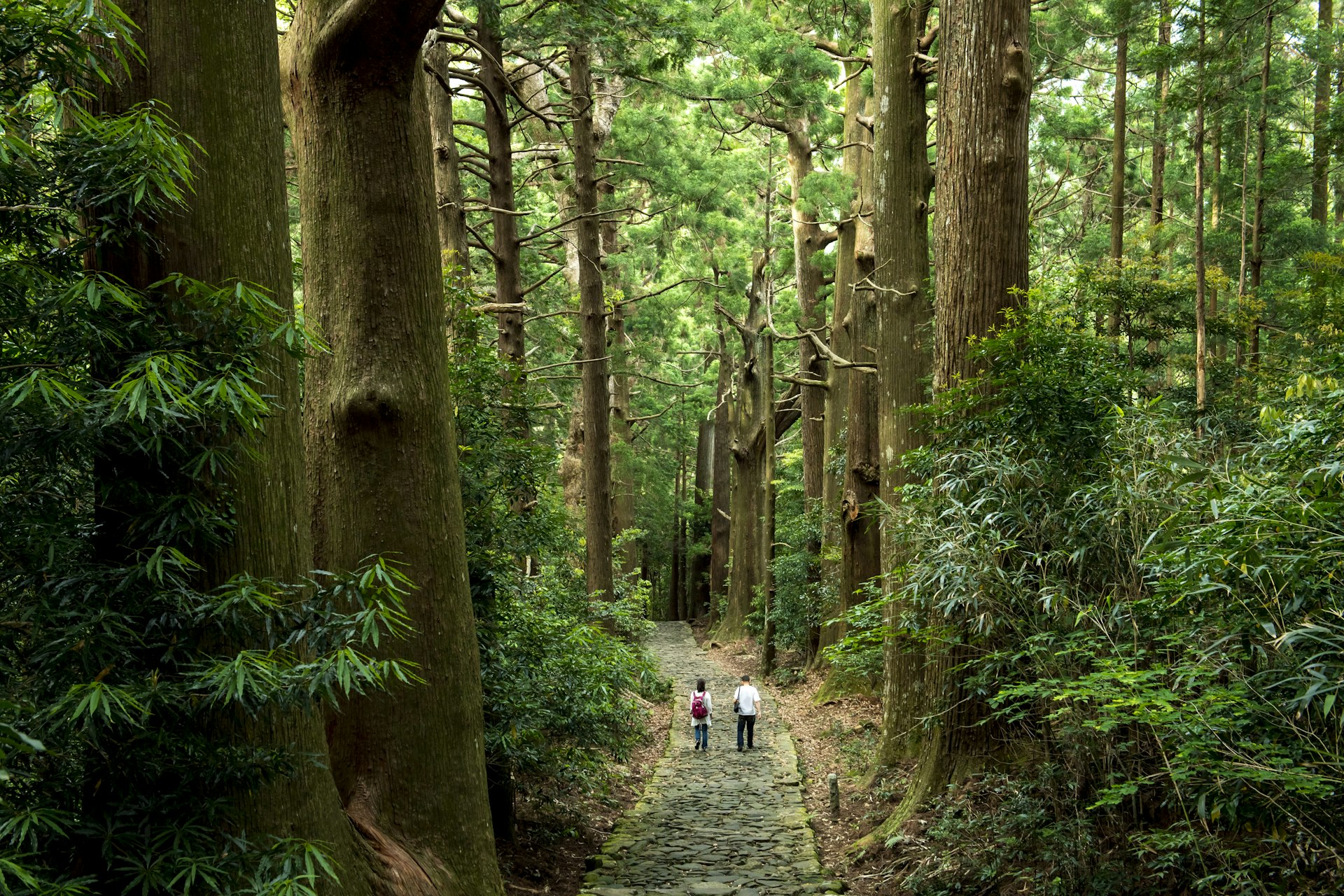 People walk on Kumano Kodo (pilgrimage trail) through woods in Kumano, Japan