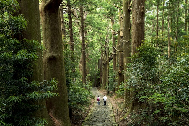 People walk on Kumano Kodo (pilgrimage trail) through woods in Kumano, Japan