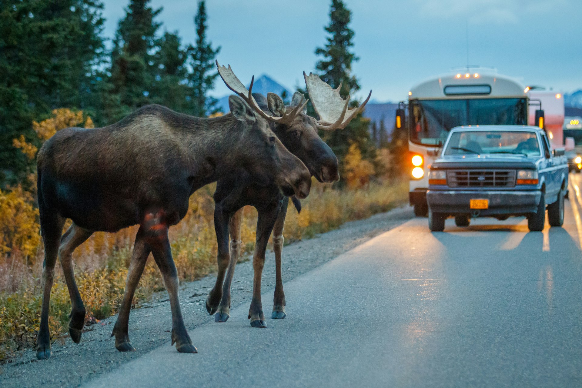 Two moose bulls crossing the road in Denali National Park, Alaska, USA