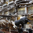 August 7, 2016: Dinosaur bones and taxidermied animals on display inside the National Museum of Ireland.
1009189018
RFC,  Shutterstock,  species,  light,  indoor,  building,  curiosity,  looking,  rooms,  long,  suspended,  skeleton,  gallery,  architecture,  large,  cages,  exposed,  decorated,  hall,  taxidermy,  stuffed,  visitors,  old,  ancient,  animals,  museum,  europe,  ireland,  dublin,  interior,  national,  natural,  history,  design,  art,  decorative,  life,  antique,  collection,  country,  room,  historical,  exhibition,  irish,  inside,  object,  historic,  attraction,  visitor,  dead zoo,  natural history museum,  wooden floor,  Adult,  Bag,  Female,  Handbag,  Indoors,  Museum,  Person,  Shoe,  Woman