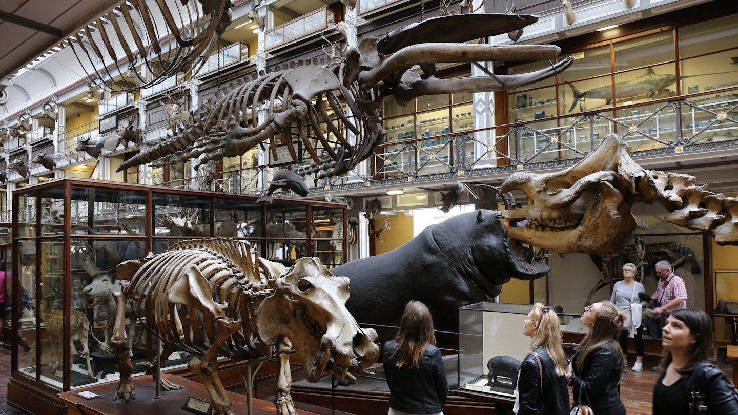 August 7, 2016: Dinosaur bones and taxidermied animals on display inside the National Museum of Ireland.
1009189018
RFC,  Shutterstock,  species,  light,  indoor,  building,  curiosity,  looking,  rooms,  long,  suspended,  skeleton,  gallery,  architecture,  large,  cages,  exposed,  decorated,  hall,  taxidermy,  stuffed,  visitors,  old,  ancient,  animals,  museum,  europe,  ireland,  dublin,  interior,  national,  natural,  history,  design,  art,  decorative,  life,  antique,  collection,  country,  room,  historical,  exhibition,  irish,  inside,  object,  historic,  attraction,  visitor,  dead zoo,  natural history museum,  wooden floor,  Adult,  Bag,  Female,  Handbag,  Indoors,  Museum,  Person,  Shoe,  Woman