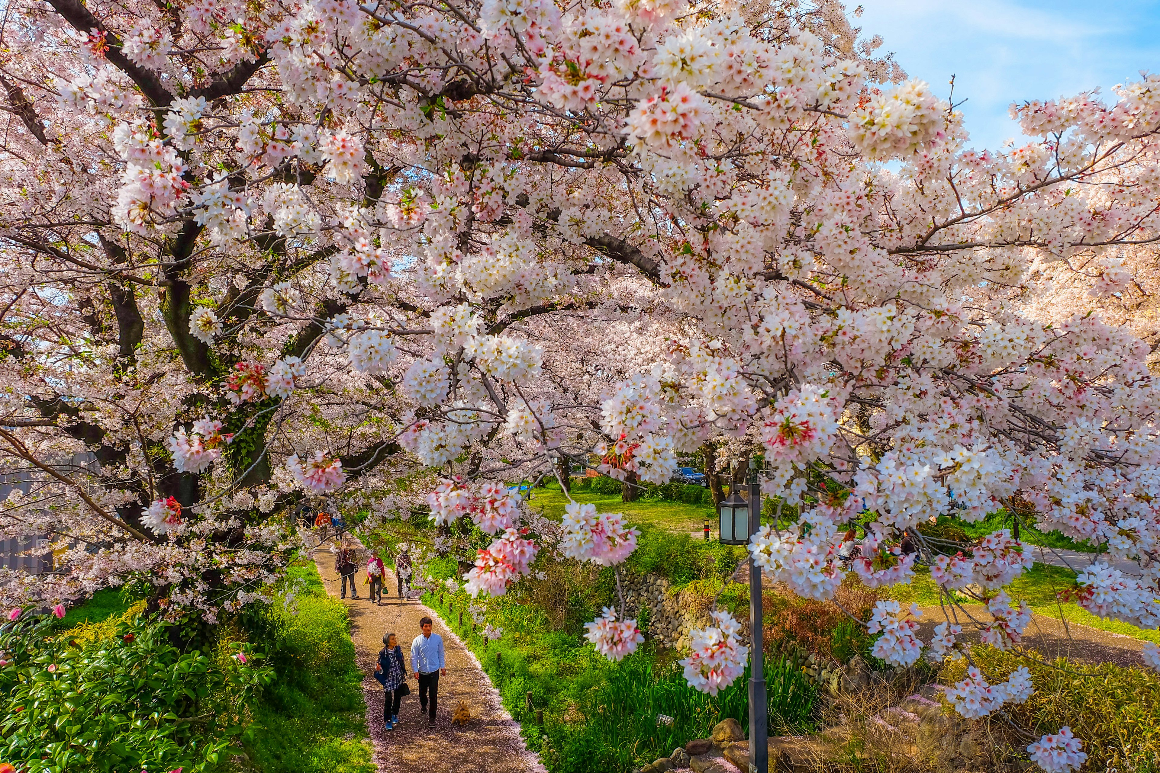 People walk on a path under a flowering cherry blossom in the Tachikawa district on Tokyo