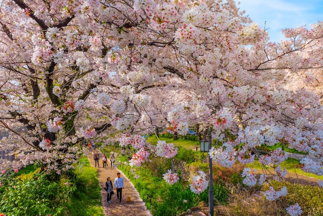 People walk on a path under a flowering cherry blossom in the Tachikawa district on Tokyo