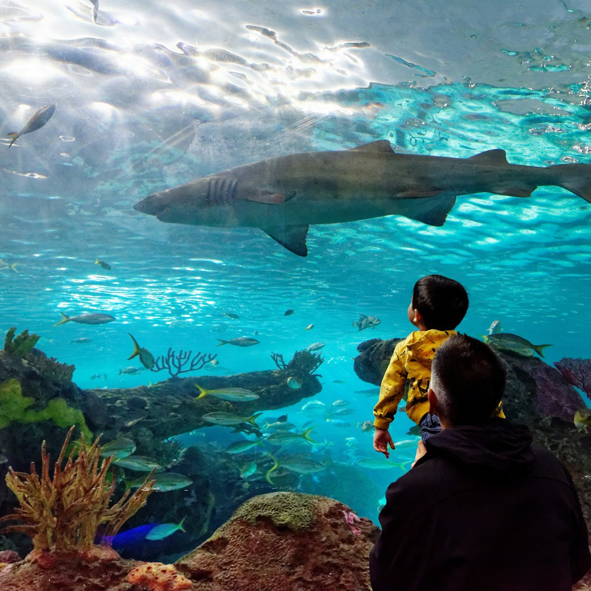 NOVEMBER 15, 2018: A man holds his son up to see the sand tiger shark inside Ripley's Aquarium of Canada.
1347903638
aquarium, blue-nurse sand tiger, boy, canada, carcharias taurus, dangerous lagoon, family, grey nurse shark, holds, inside, interior, man, ontario, ripleys, sand tiger shark, shark, son, spotted ragged-tooth shark, tank, toronto, tunnel