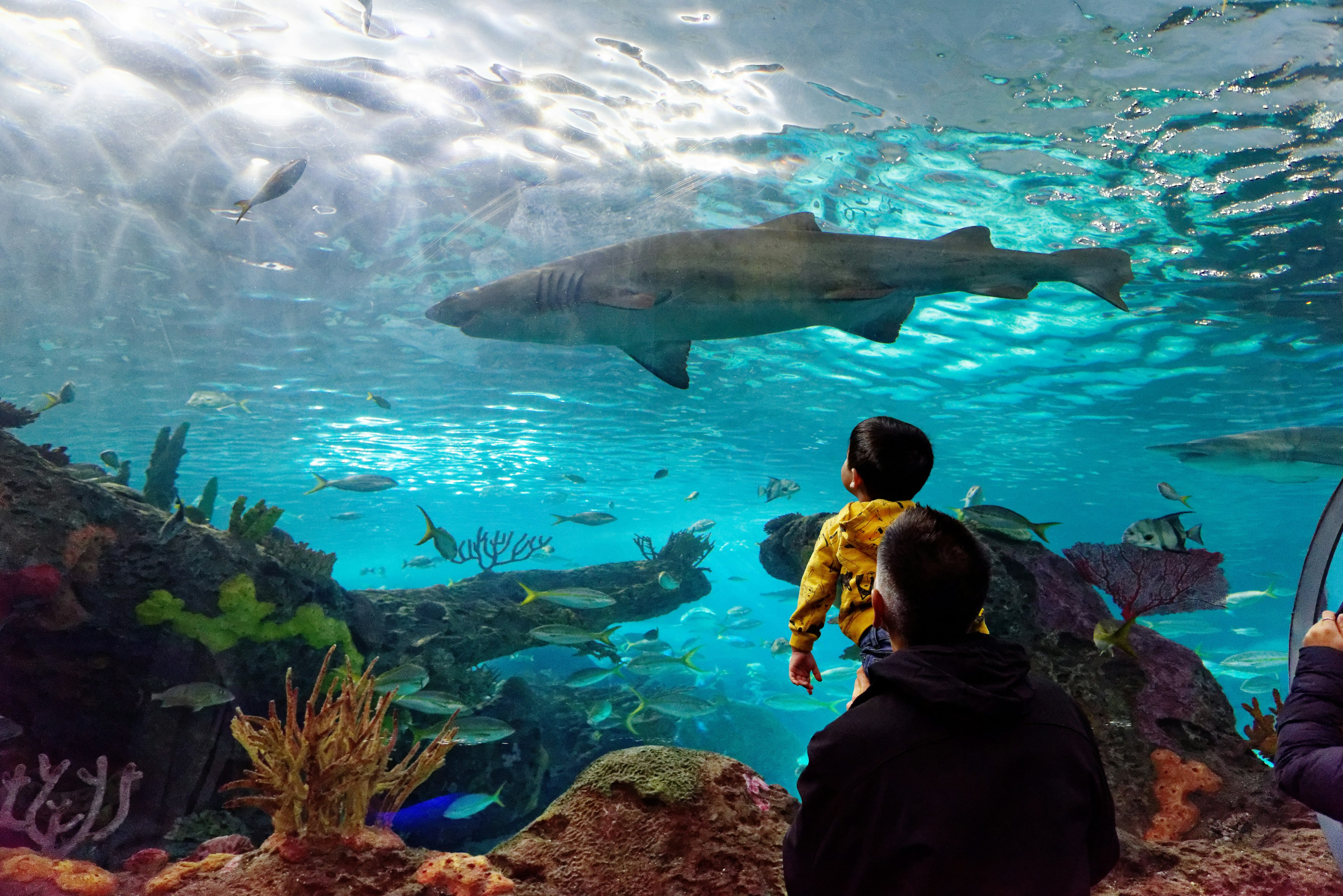 A man holds his son up to see a sand tiger shark swim through a glass tunnel in an aquarium