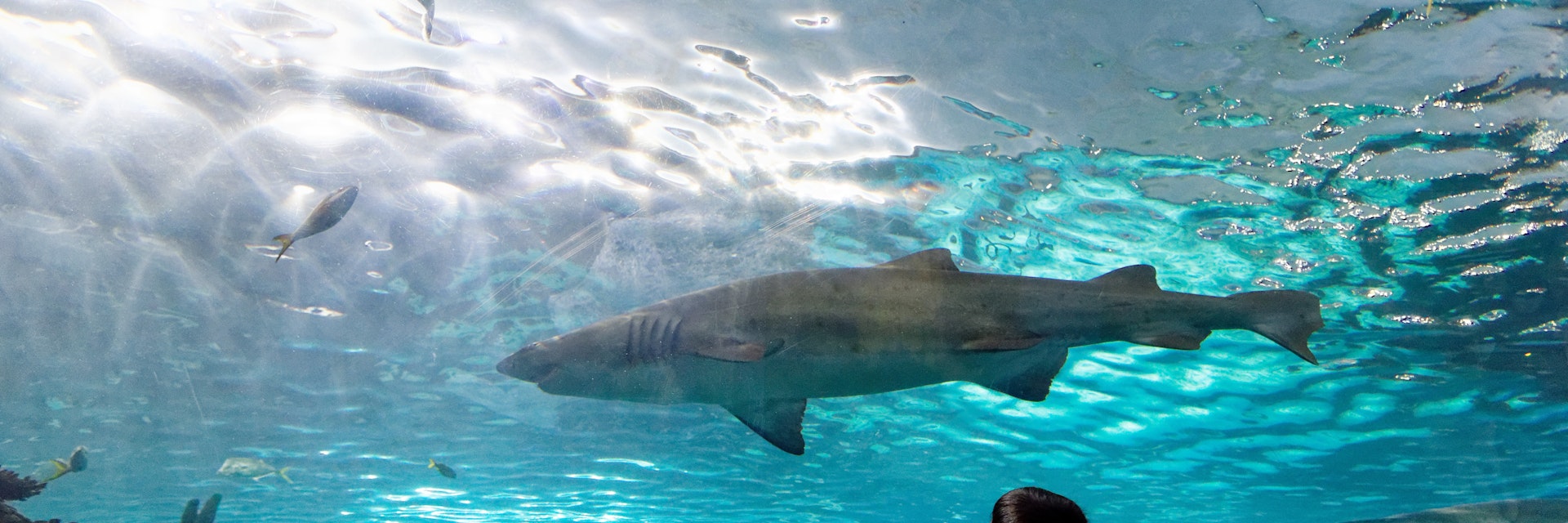 NOVEMBER 15, 2018: A man holds his son up to see the sand tiger shark inside Ripley's Aquarium of Canada.
1347903638
aquarium, blue-nurse sand tiger, boy, canada, carcharias taurus, dangerous lagoon, family, grey nurse shark, holds, inside, interior, man, ontario, ripleys, sand tiger shark, shark, son, spotted ragged-tooth shark, tank, toronto, tunnel