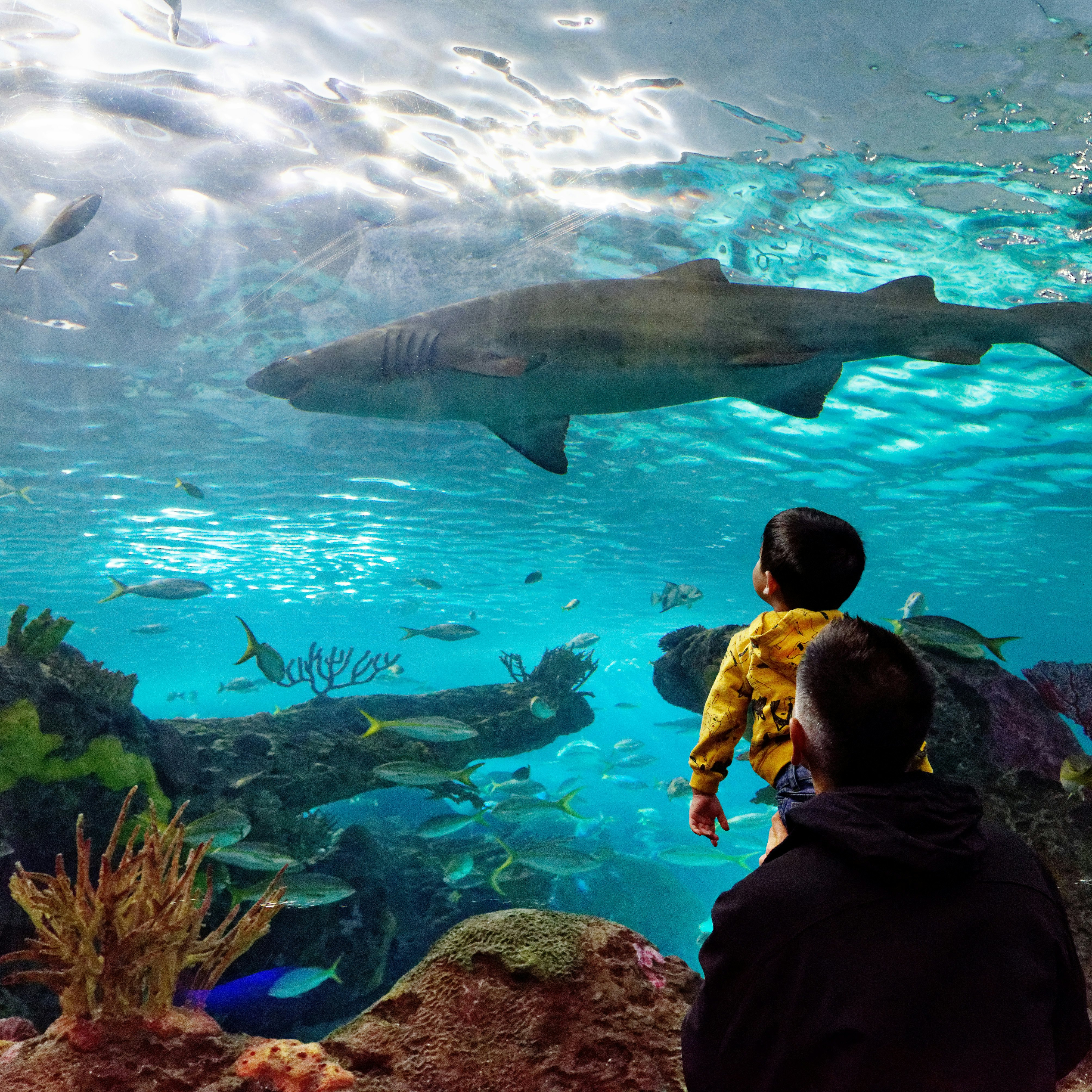 NOVEMBER 15, 2018: A man holds his son up to see the sand tiger shark inside Ripley's Aquarium of Canada.
1347903638
aquarium, blue-nurse sand tiger, boy, canada, carcharias taurus, dangerous lagoon, family, grey nurse shark, holds, inside, interior, man, ontario, ripleys, sand tiger shark, shark, son, spotted ragged-tooth shark, tank, toronto, tunnel