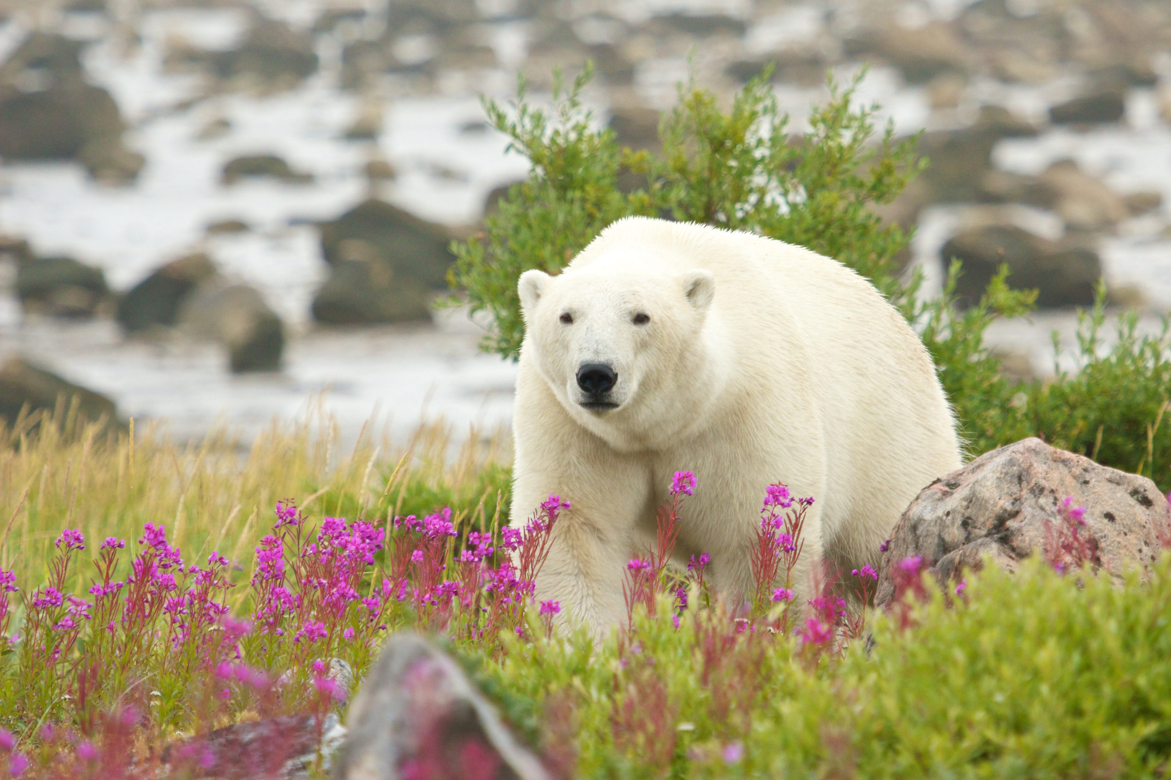 Canadian Polar Bear walking in the colorful arctic tundra of the Hudson Bay near Churchill, Manitoba in summer.