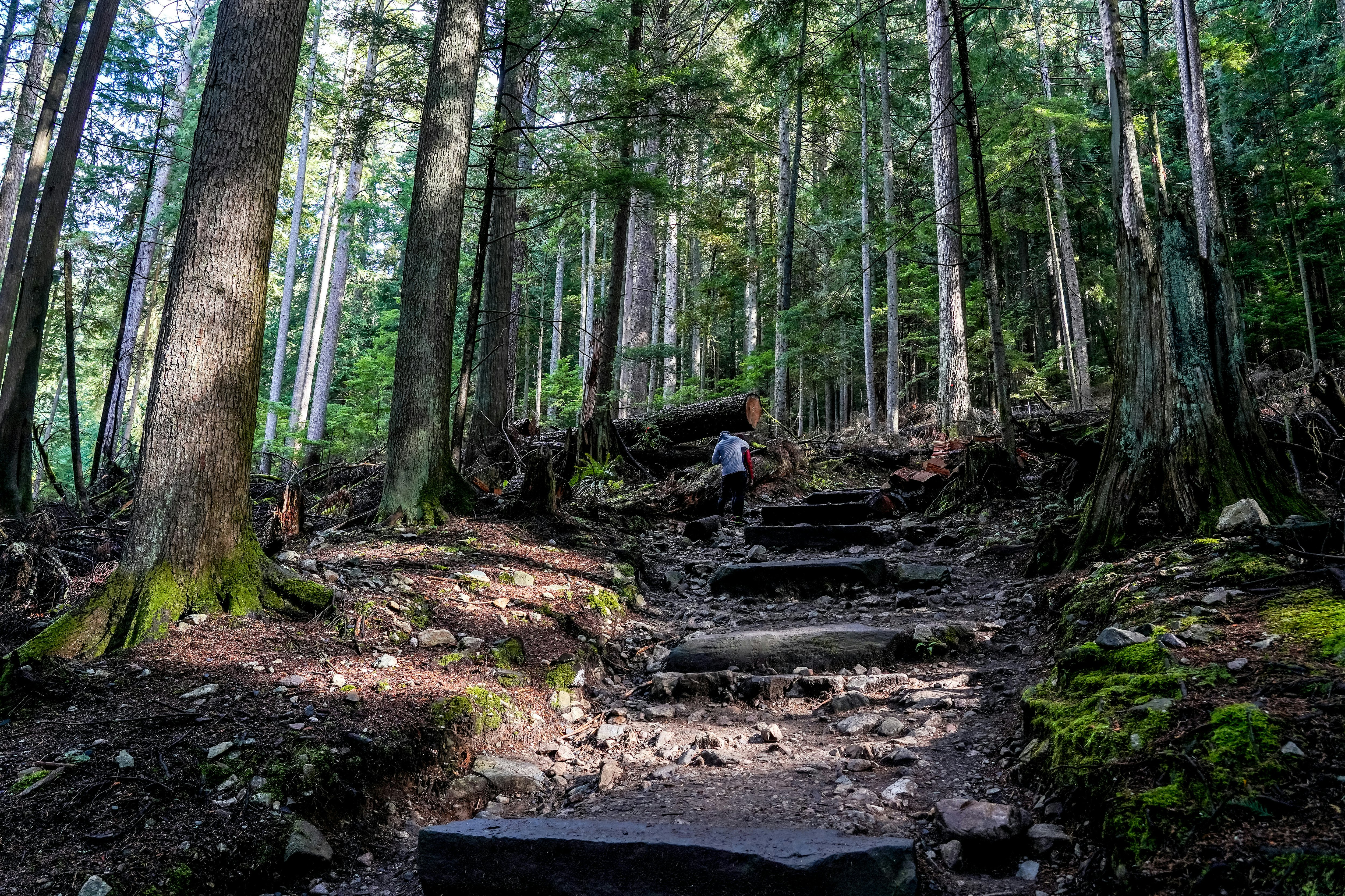 A hiker disappears up a woodland path with tall trees towering over in the forest