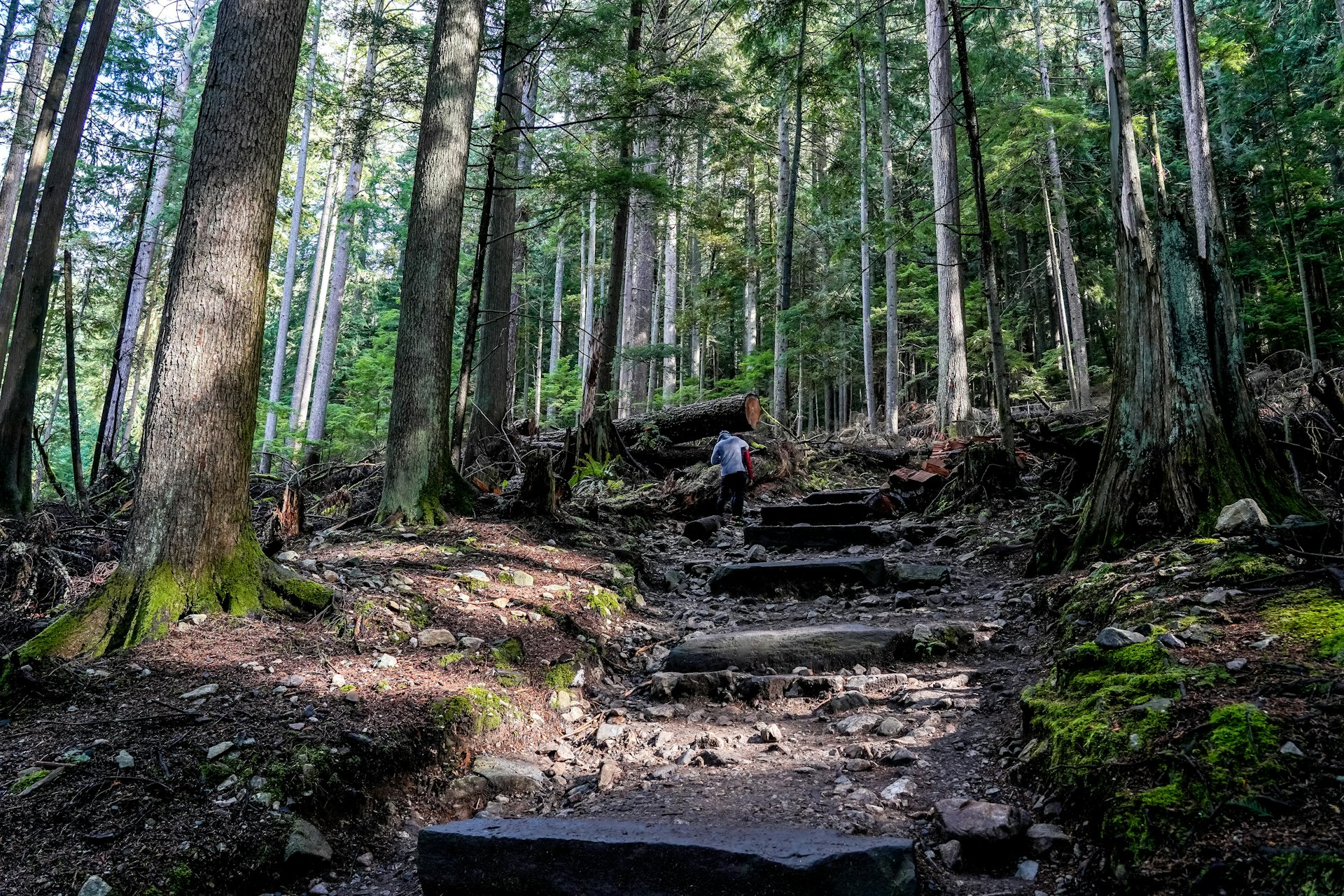 A hiker disappears down a forest path with tall trees towering in the forest