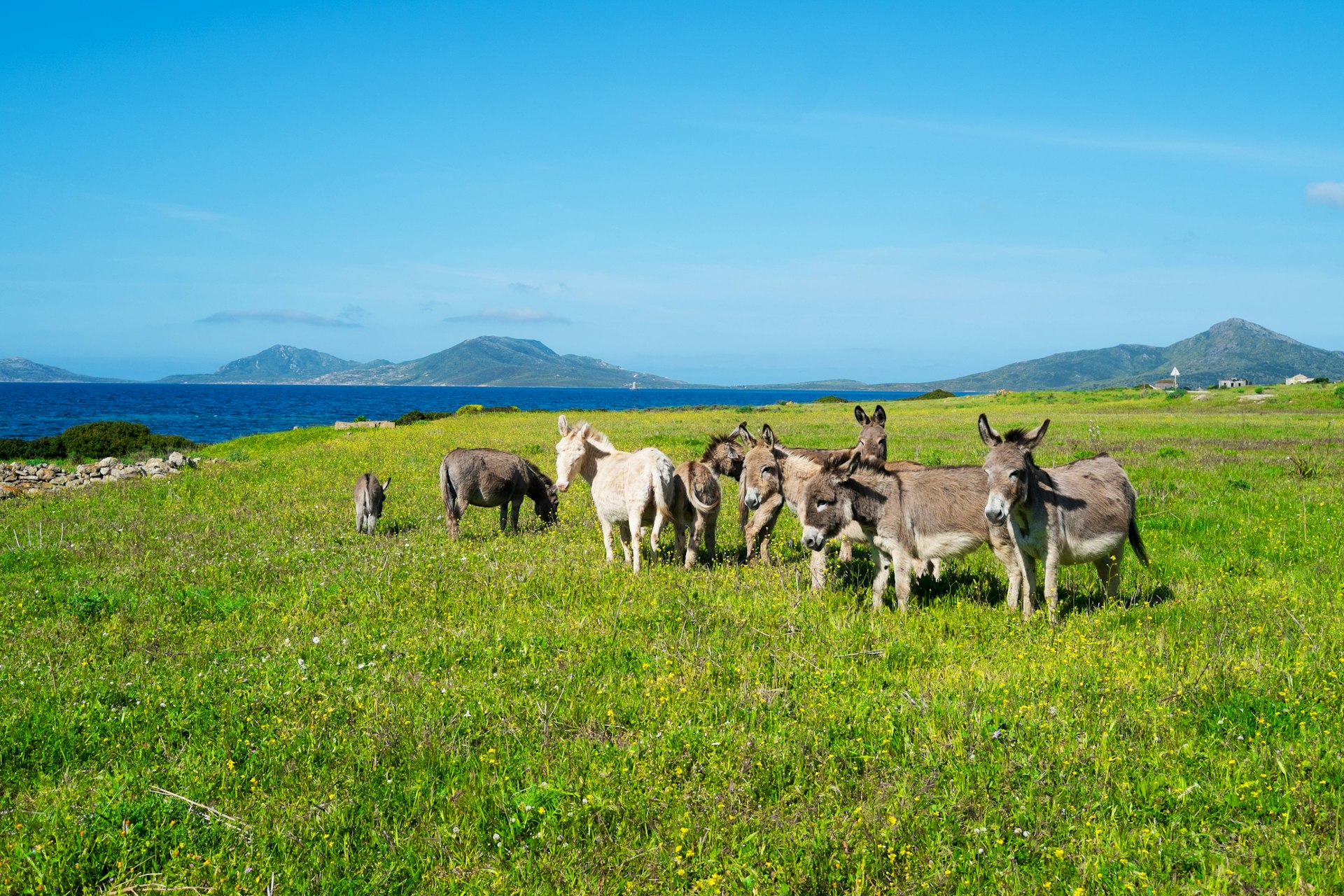 A small group of donkeys grazing on grassland near the sea