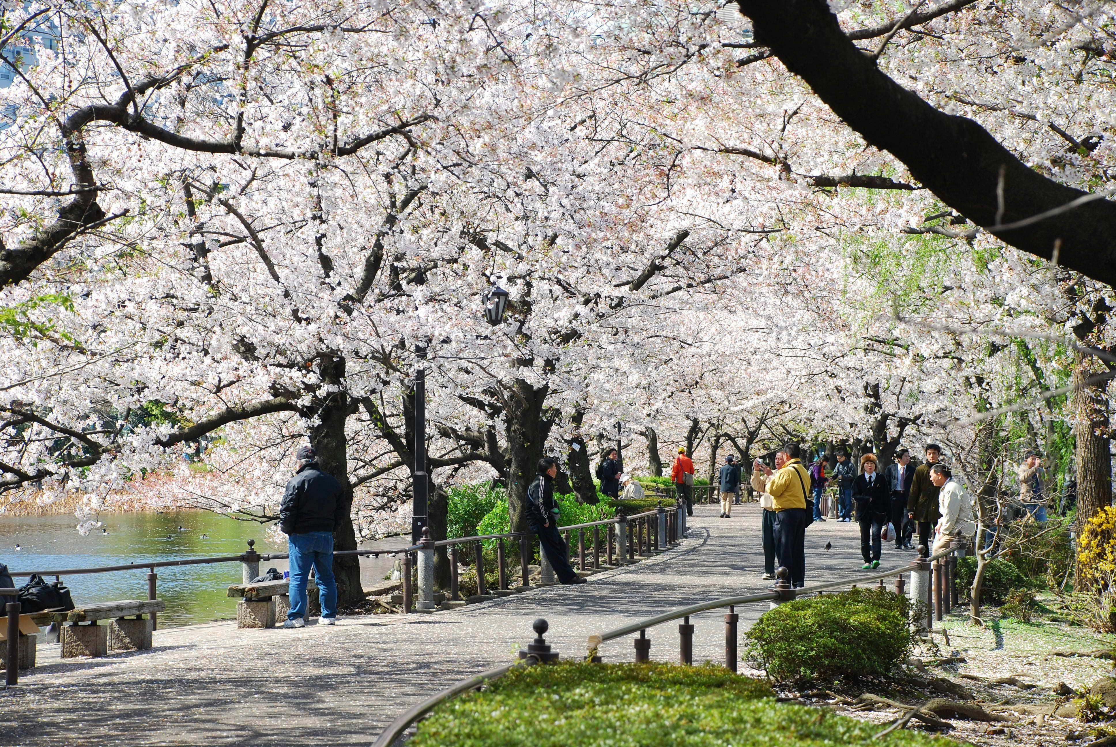 TOKYO, JAPAN - APRIL 3 : Ueno Park in spring season with Cherry Blossom taken on April 3, 2007
243536872
activity, asia, beauty, blossom, cherry, city, day, flower, hanami, japan, land, landscape, leisure, outdoor, pale, park, path, people, pink, plant, relax, sakura, season, spring, tokyo, tourism, travel, tree, walk, way, white